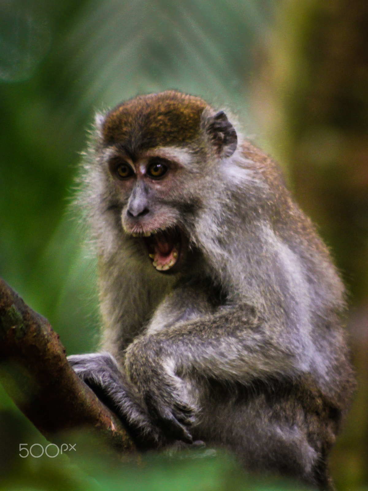 Canon EOS 550D (EOS Rebel T2i / EOS Kiss X4) sample photo. Crab-eating macaque, malaysian borneo. photography