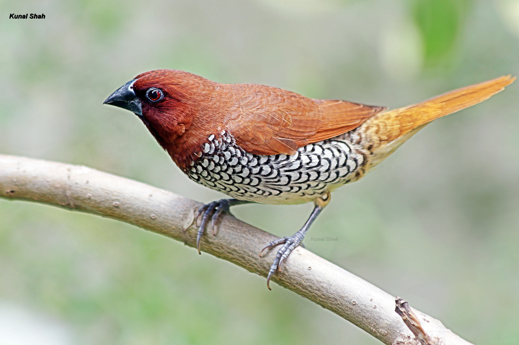 Canon EF 70-300mm F4-5.6 IS USM sample photo. Scally breasted munia photography