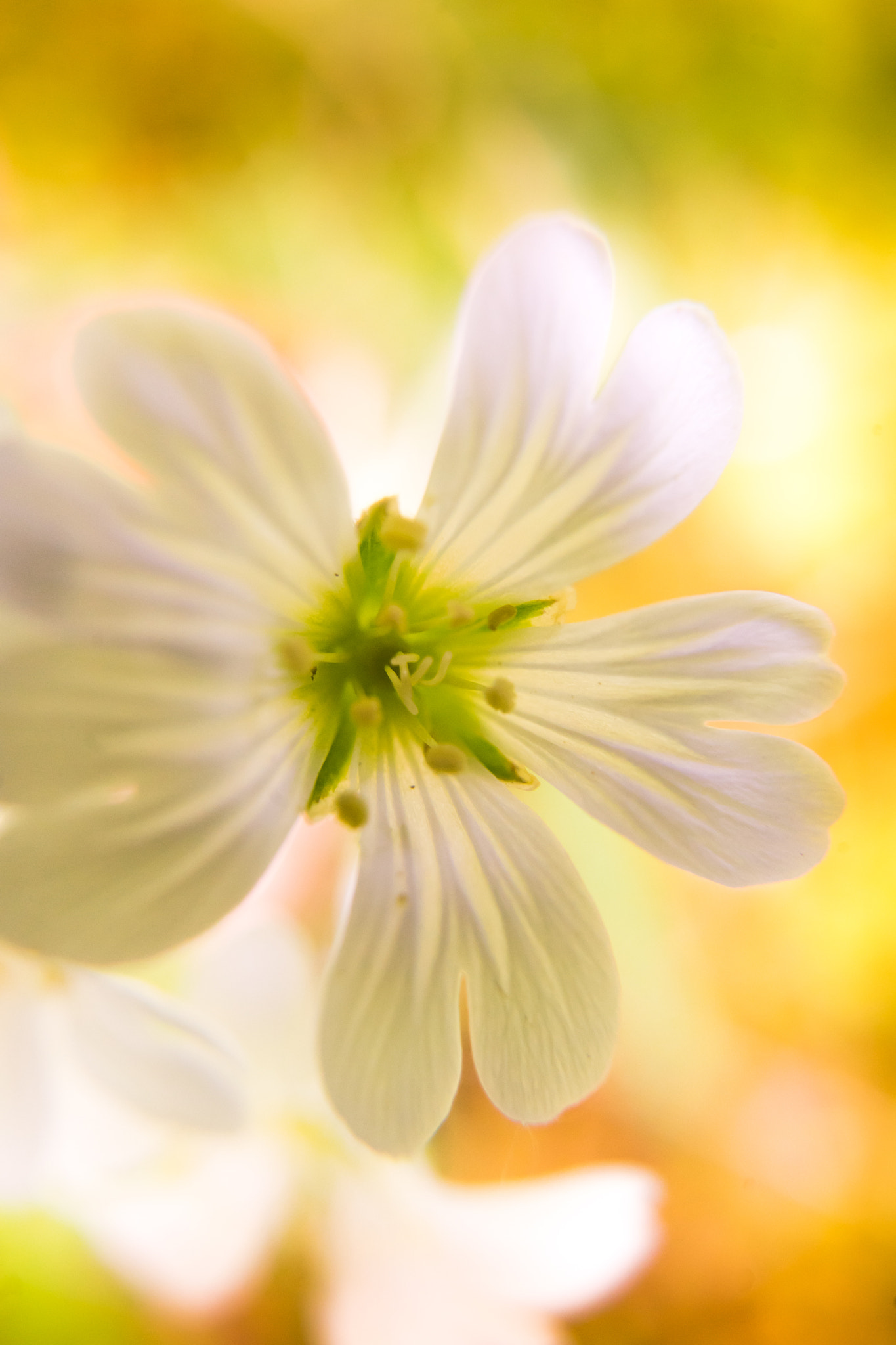 Sony a7 + Sony FE 28mm F2 sample photo. Flower photography