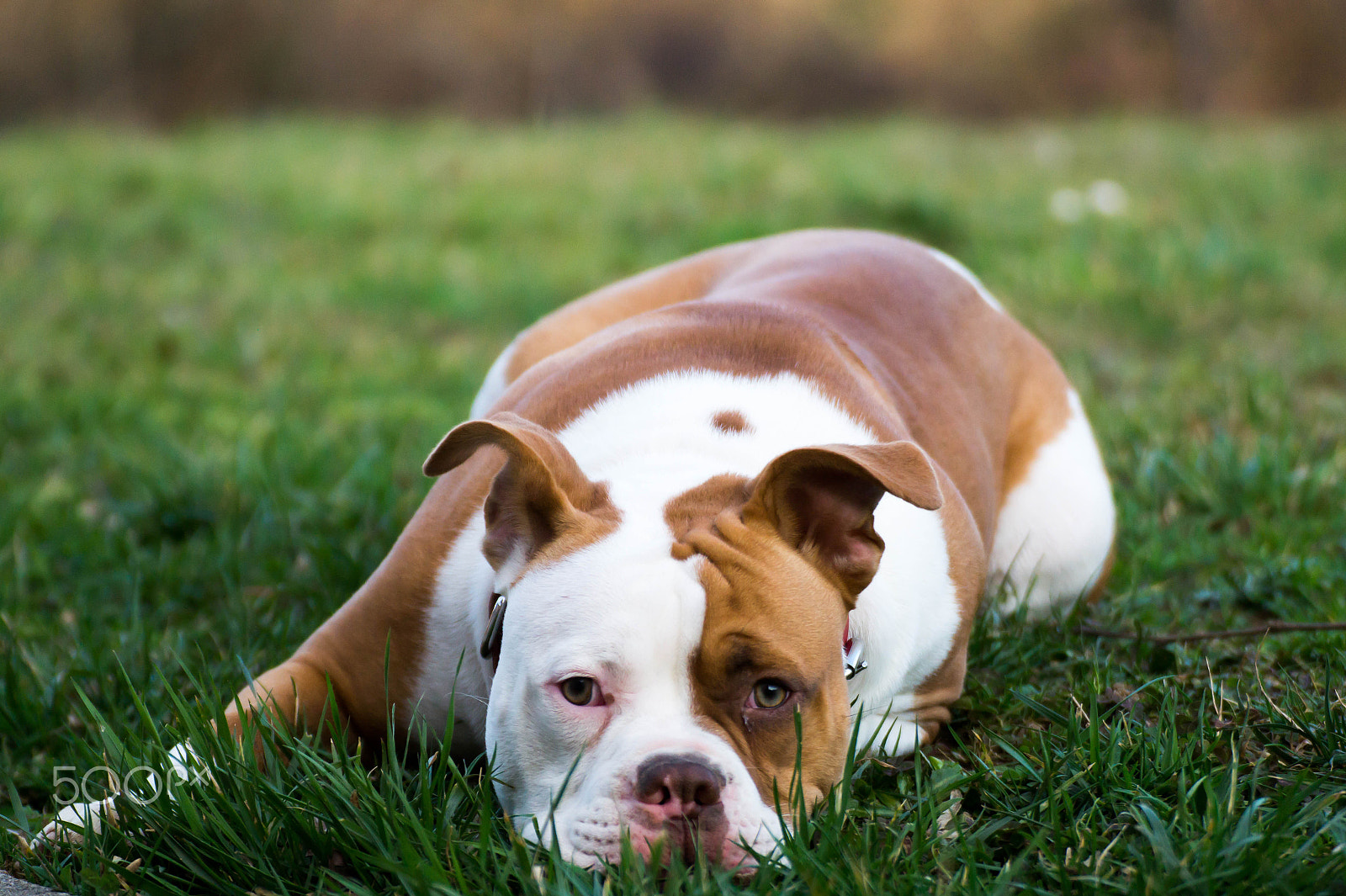 Sony SLT-A58 + Tamron SP 70-300mm F4-5.6 Di USD sample photo. My dog is the best ! photography