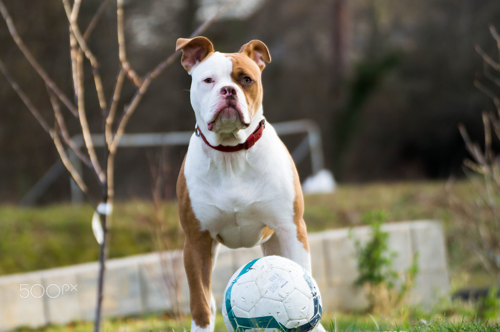 Sony SLT-A58 + Tamron SP 70-300mm F4-5.6 Di USD sample photo. My dog is the best ! photography