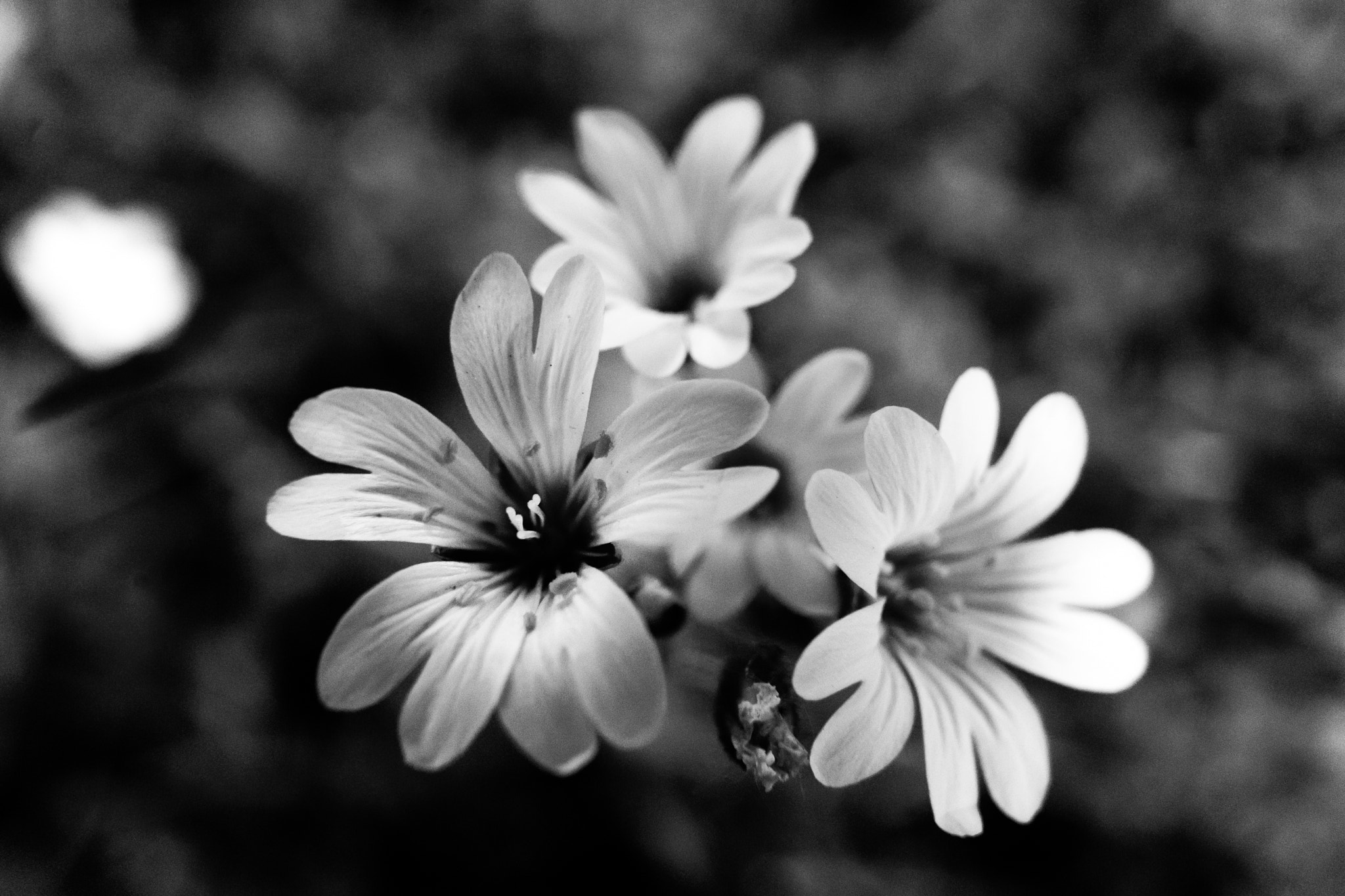 Sony a7 + Sony FE 28mm F2 sample photo. Flowers photography