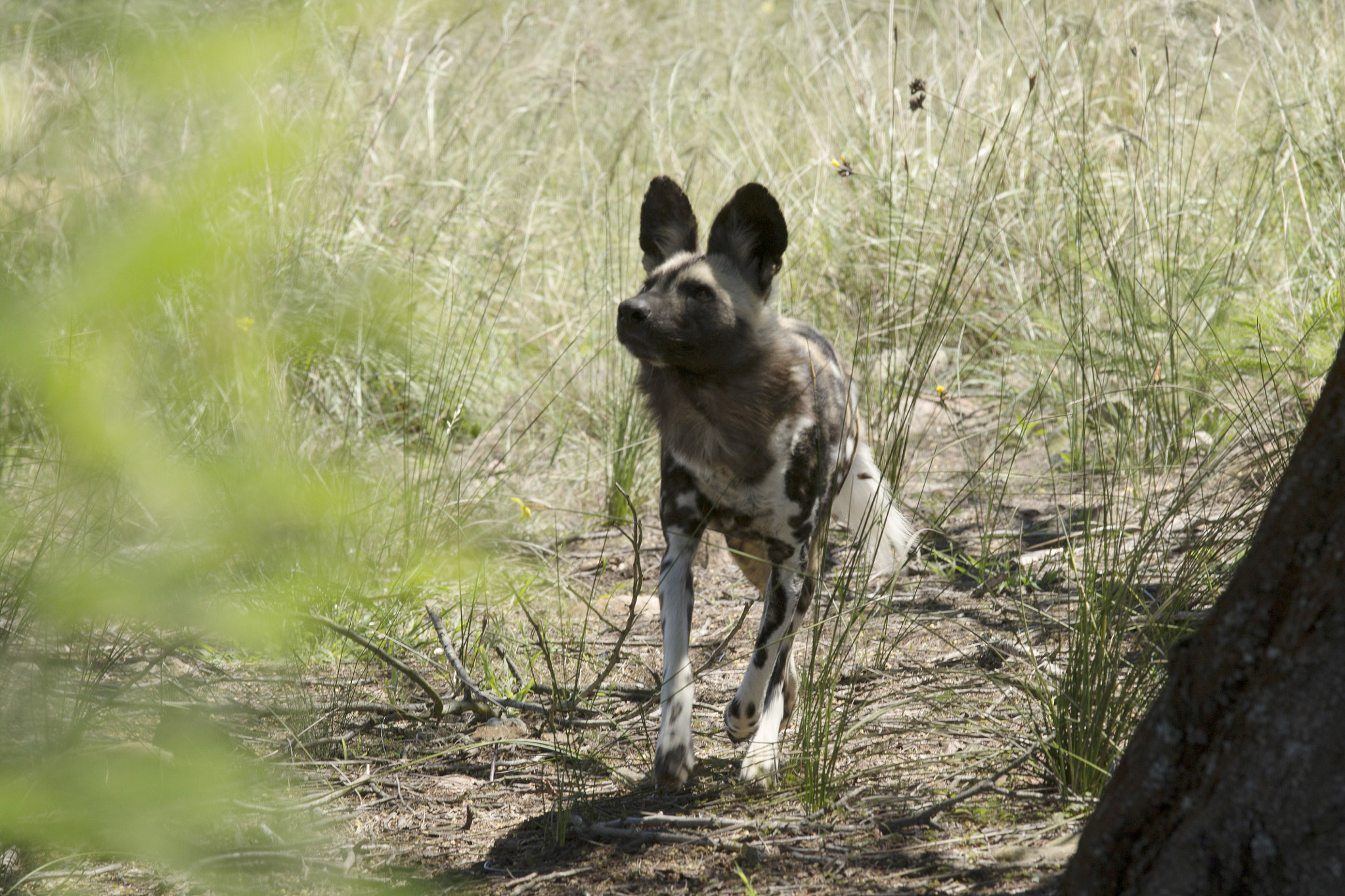 Canon EOS 1100D (EOS Rebel T3 / EOS Kiss X50) + Canon EF 70-200mm F4L IS USM sample photo. Wilddog photography