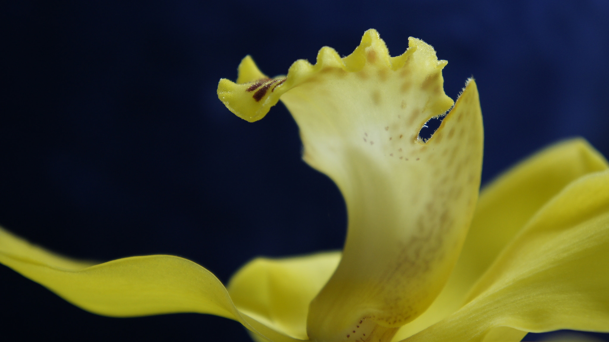 Sony E 18-55mm F3.5-5.6 OSS sample photo. Elegant photography