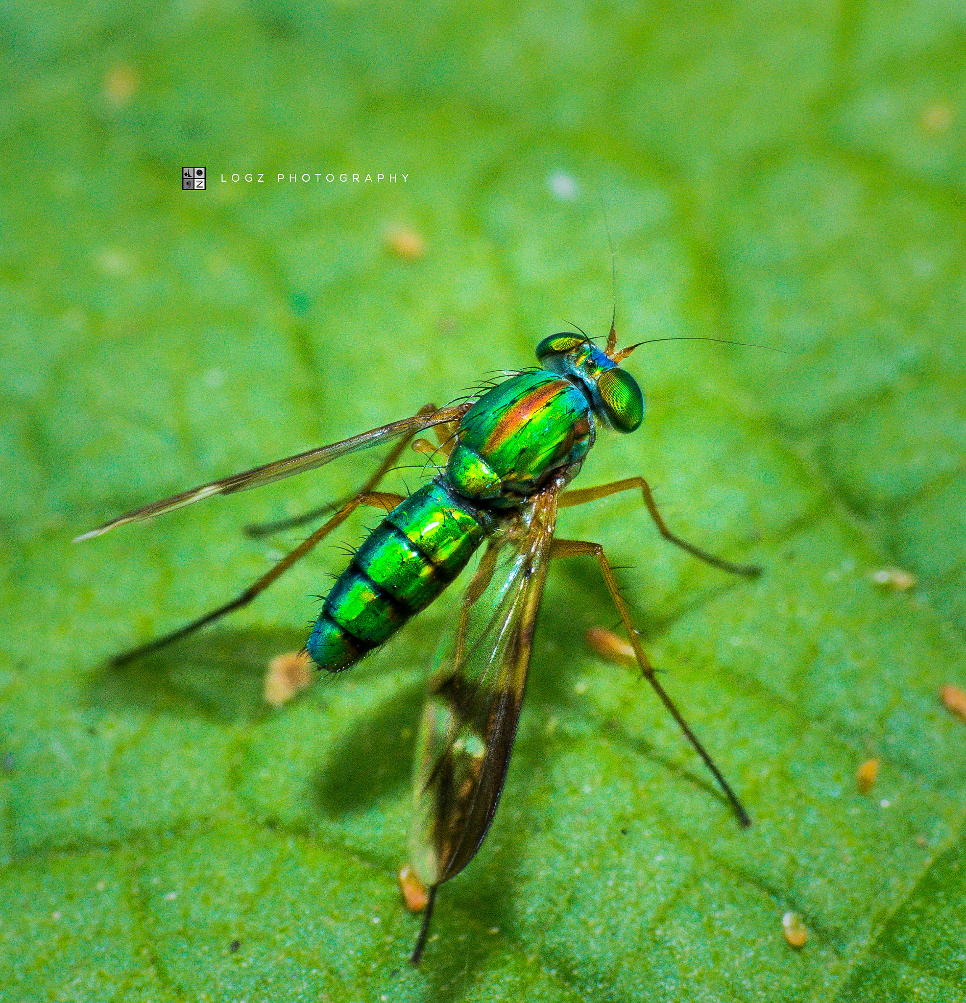 Nikon D500 sample photo. Long-legged fly photography
