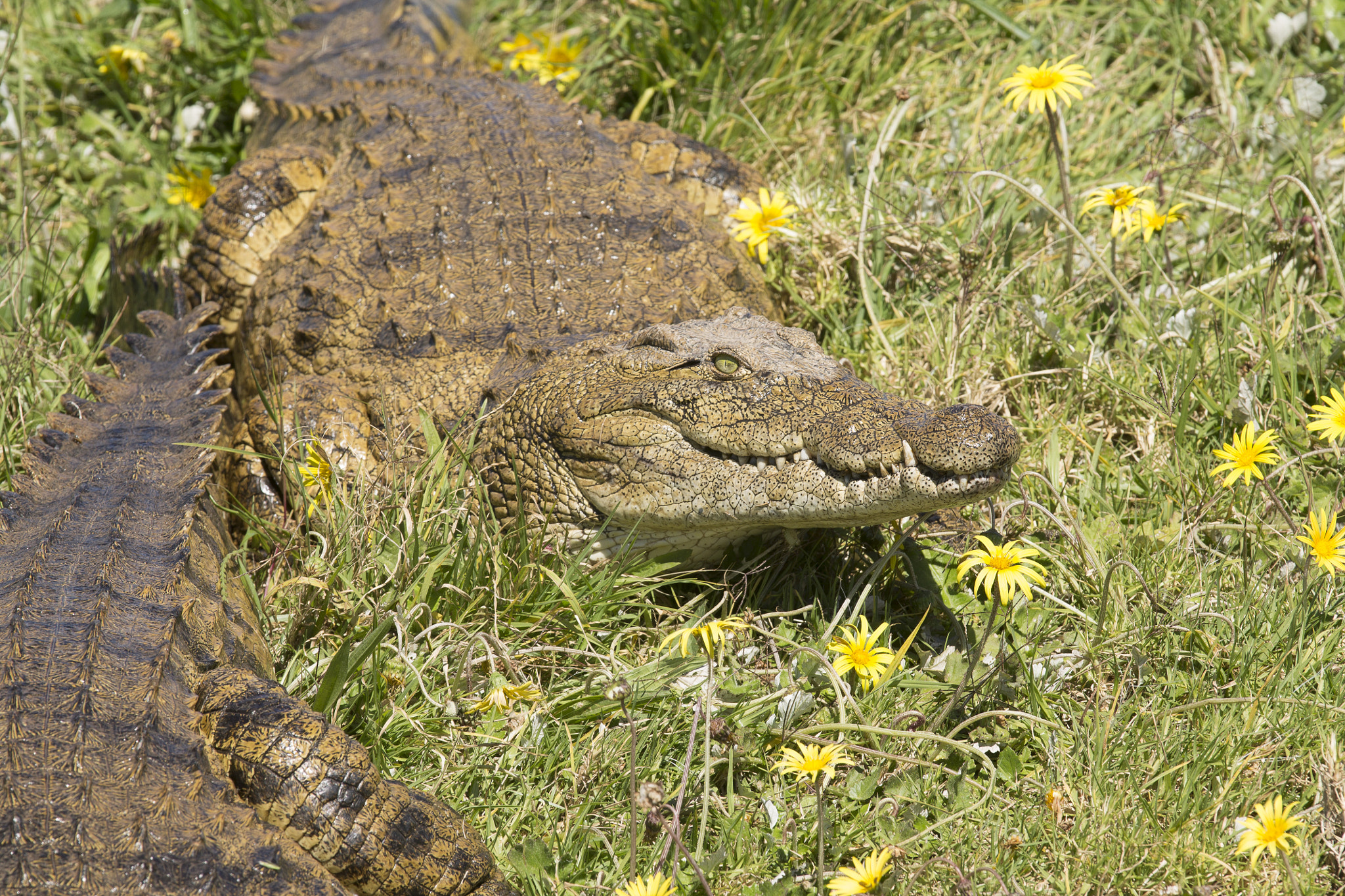 Canon EOS 1100D (EOS Rebel T3 / EOS Kiss X50) + Canon EF 70-200mm F4L IS USM sample photo. Crocodile photography