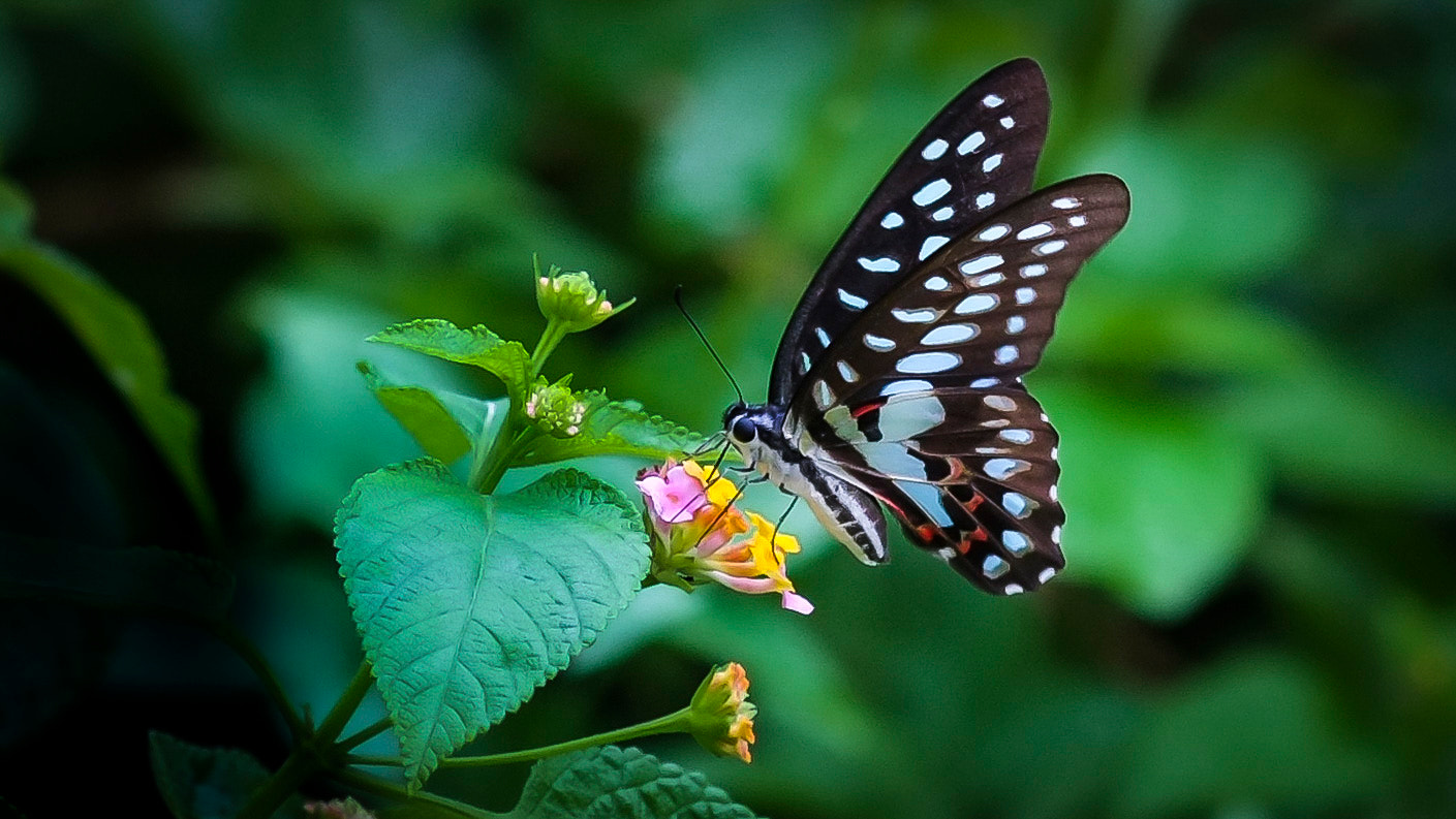 Fujifilm X-E1 sample photo. 蝴蝶 photography