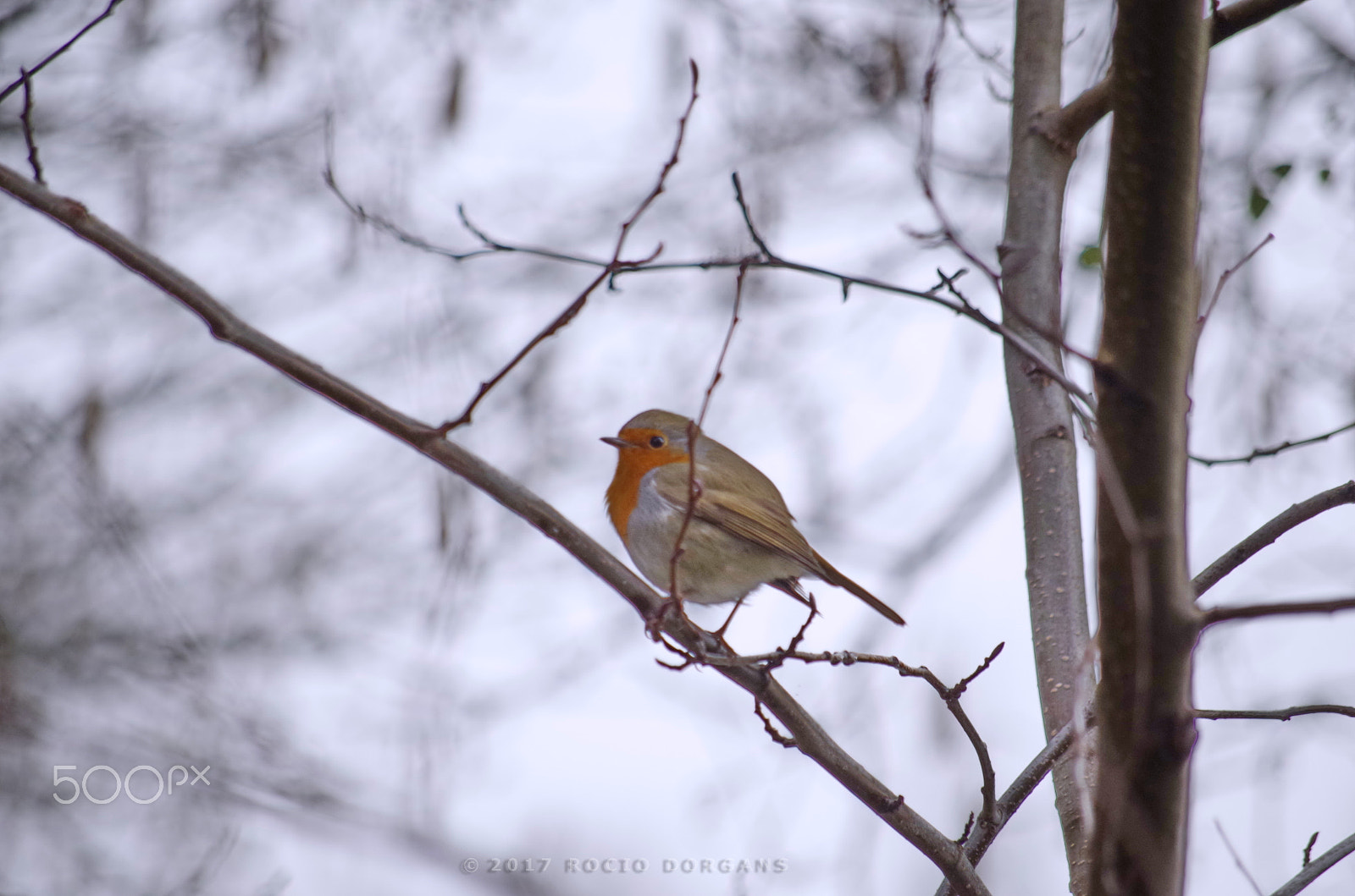 smc PENTAX-DA L 50-200mm F4-5.6 ED sample photo. Igp photography