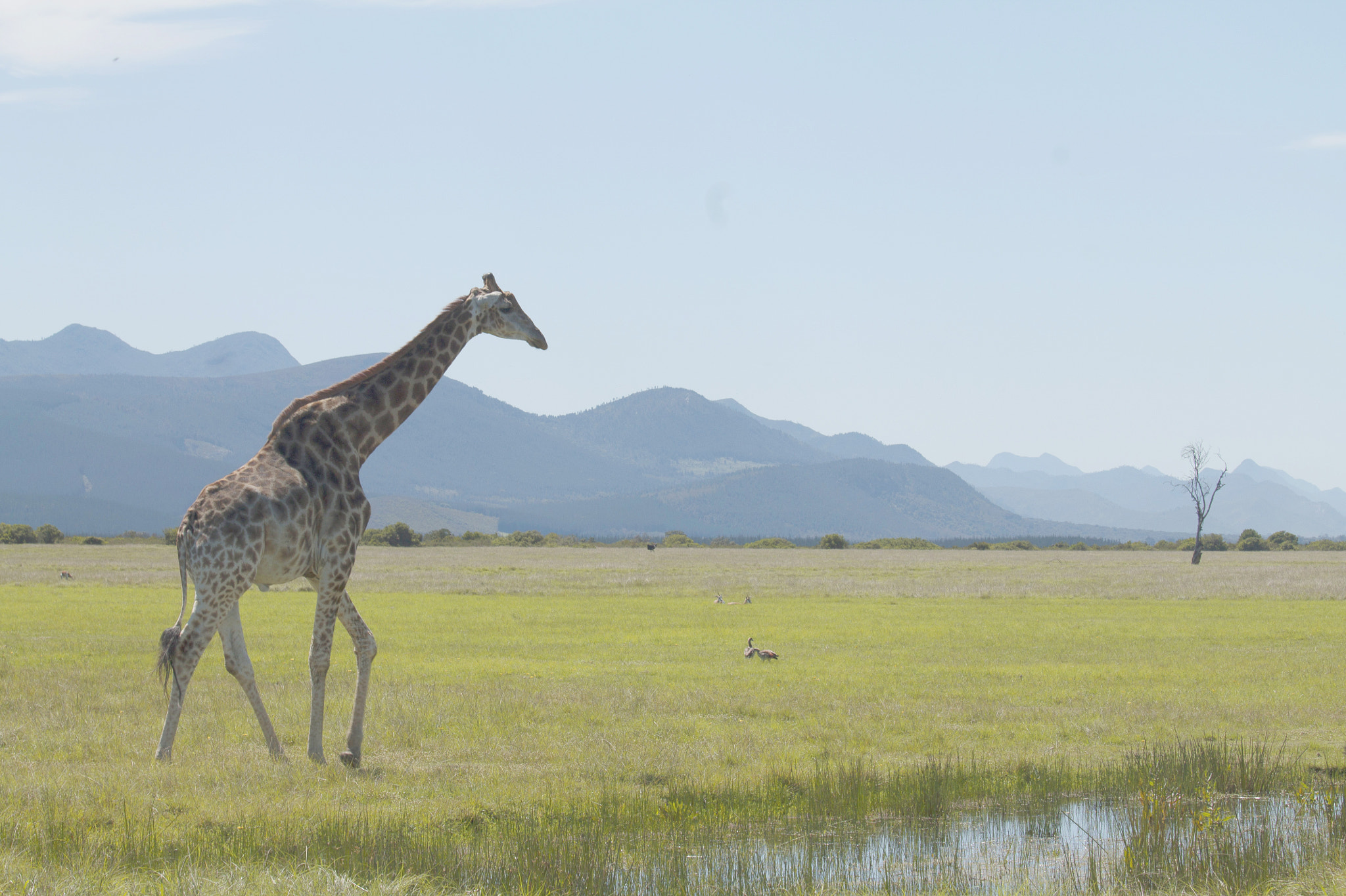 Canon EOS 1100D (EOS Rebel T3 / EOS Kiss X50) + Canon EF 70-200mm F4L IS USM sample photo. Giraffe savanna photography