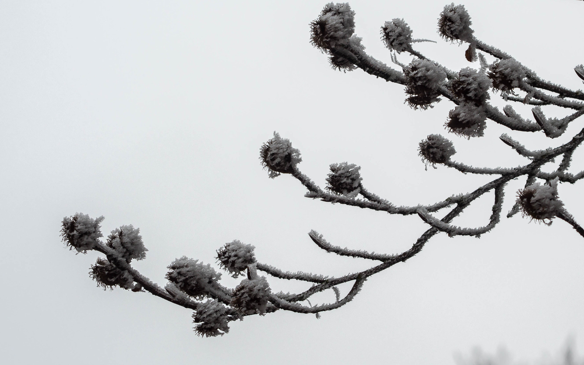 Olympus OM-D E-M10 + Olympus M.Zuiko Digital 45mm F1.8 sample photo. Buchecker photography