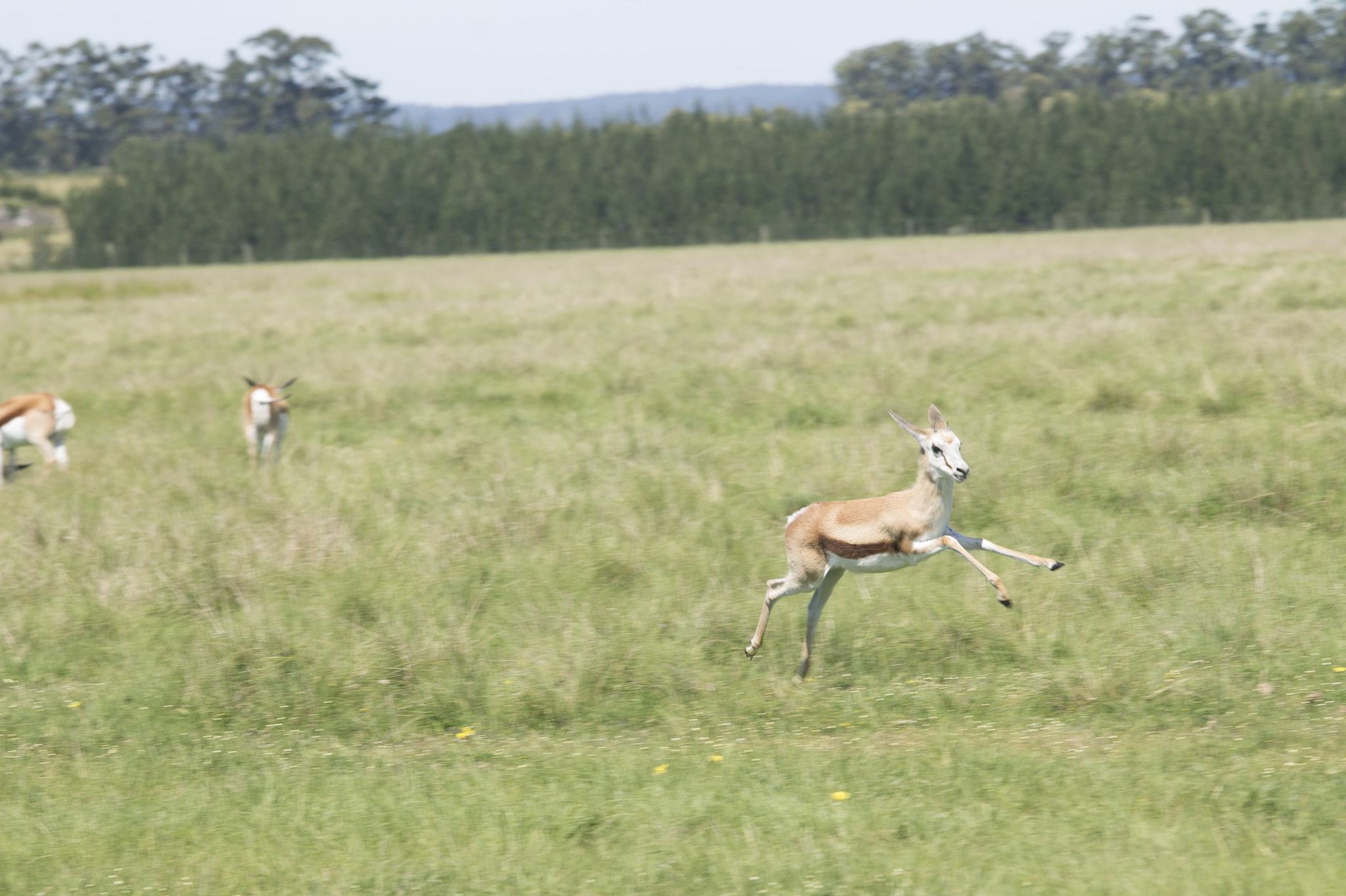 Canon EOS 1100D (EOS Rebel T3 / EOS Kiss X50) + Canon EF 70-200mm F4L IS USM sample photo. Springbok photography