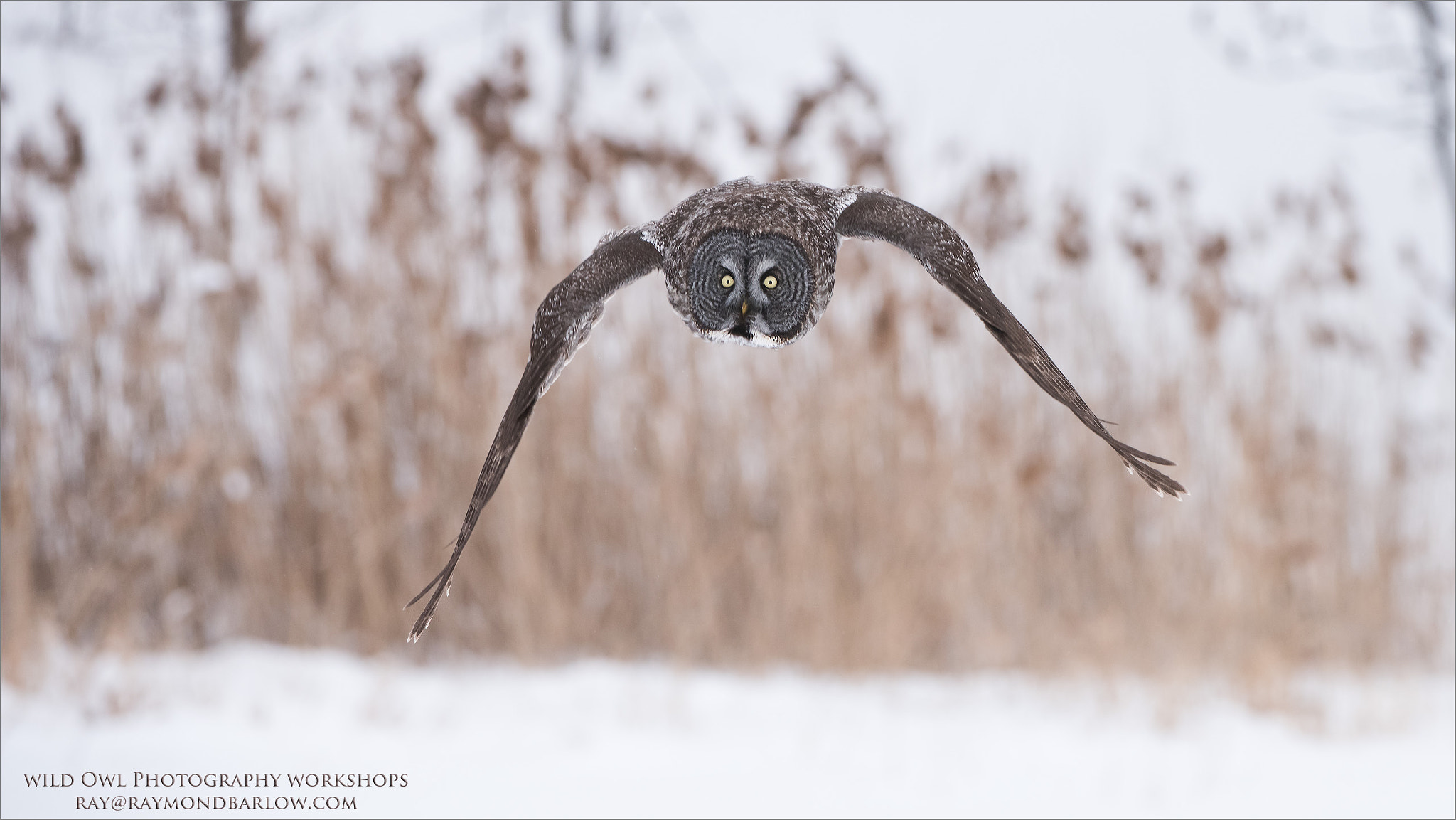 Nikon D810 sample photo. Incoming great grey owl - no bait. photography