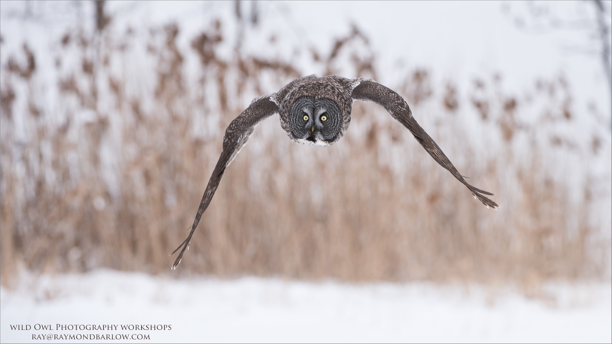 Nikon AF-S Nikkor 200-400mm F4G ED-IF VR sample photo. Incoming great grey owl - no bait. photography