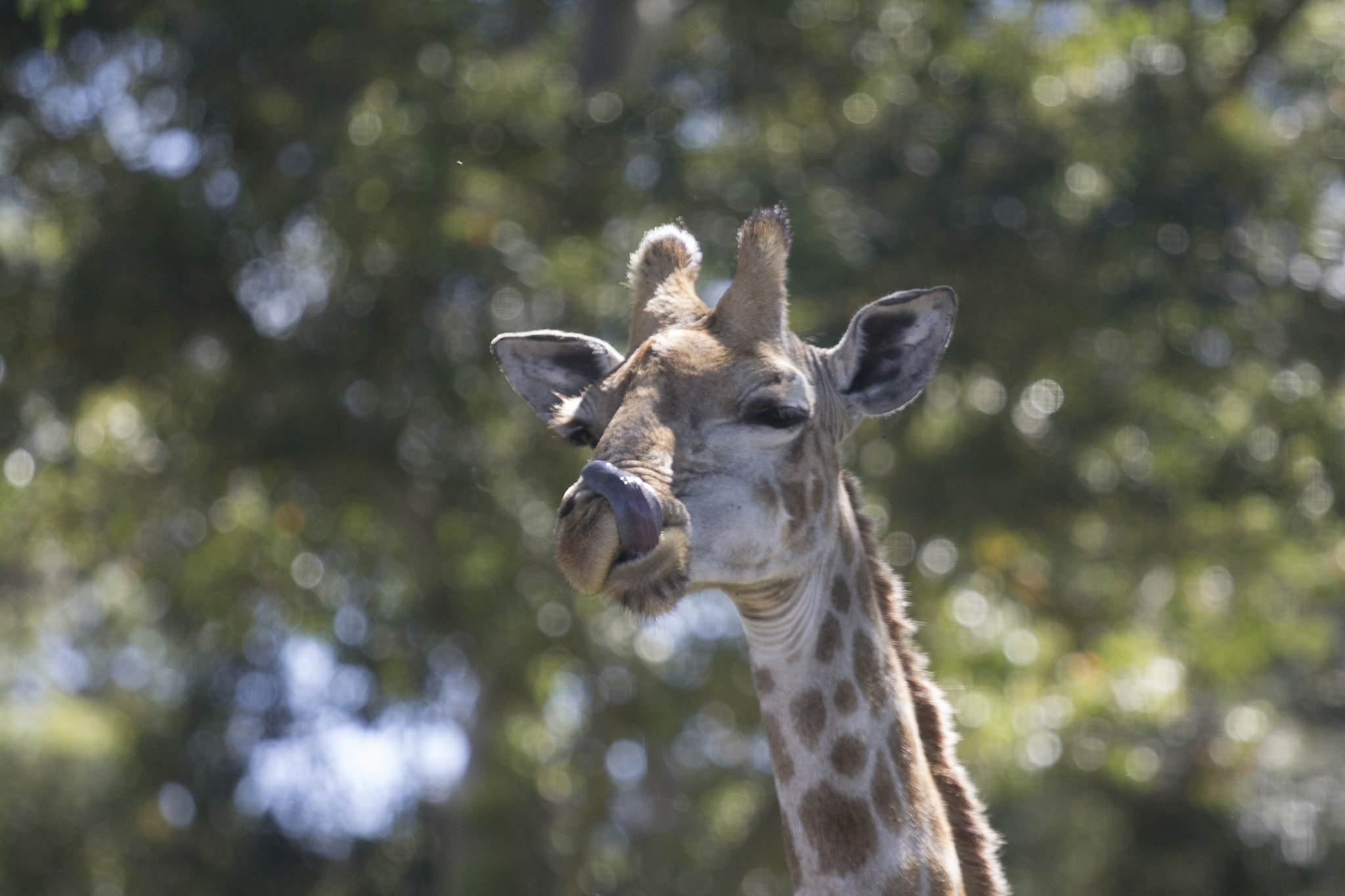 Canon EOS 1100D (EOS Rebel T3 / EOS Kiss X50) + Canon EF 70-200mm F4L IS USM sample photo. Giraffe photography