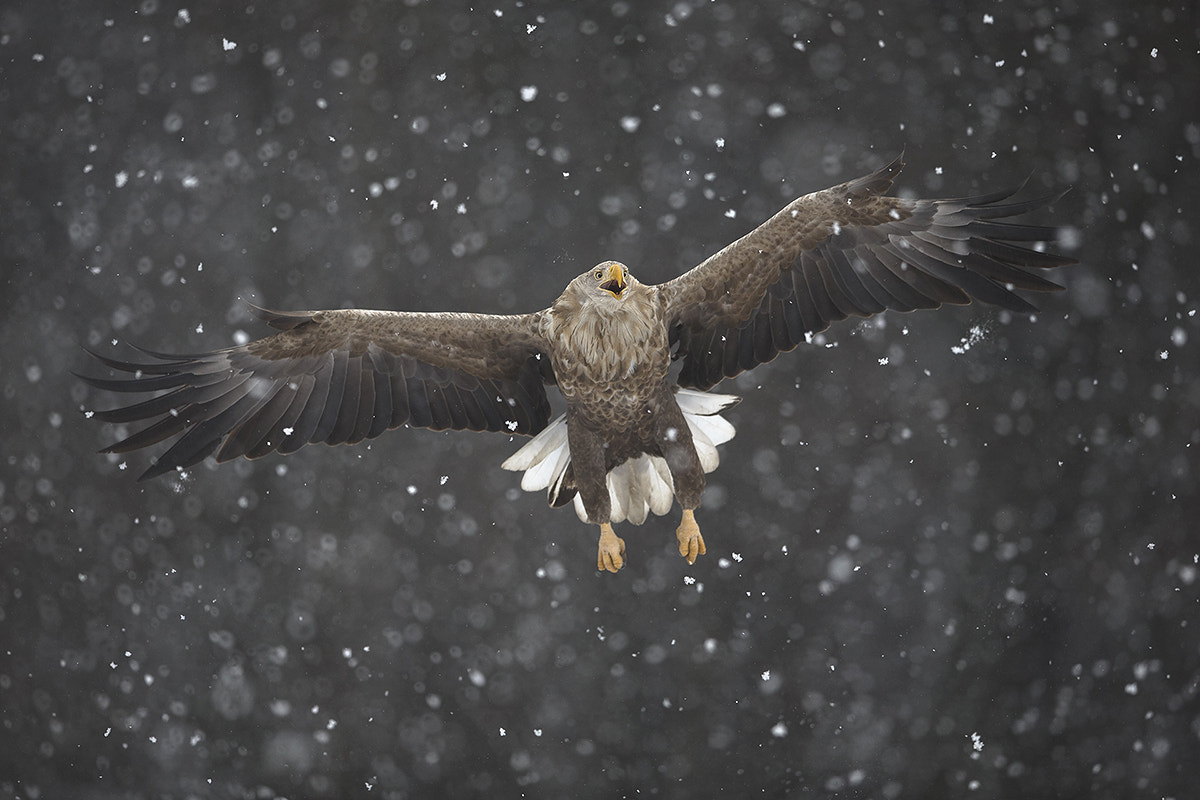 Canon EF 400mm F2.8L IS II USM sample photo. Through the blizzard photography