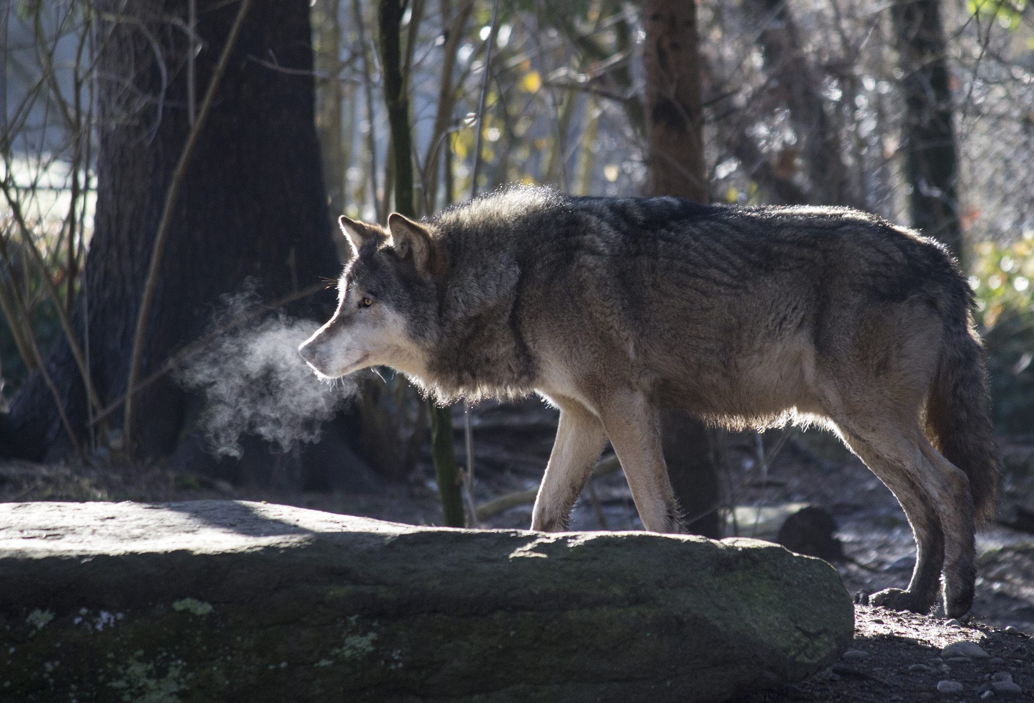 Canon EF-S 55-250mm F4-5.6 IS sample photo. Wolf photography