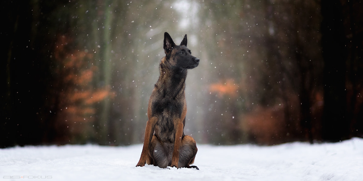 Canon EF 85mm F1.8 USM sample photo. Snow photography