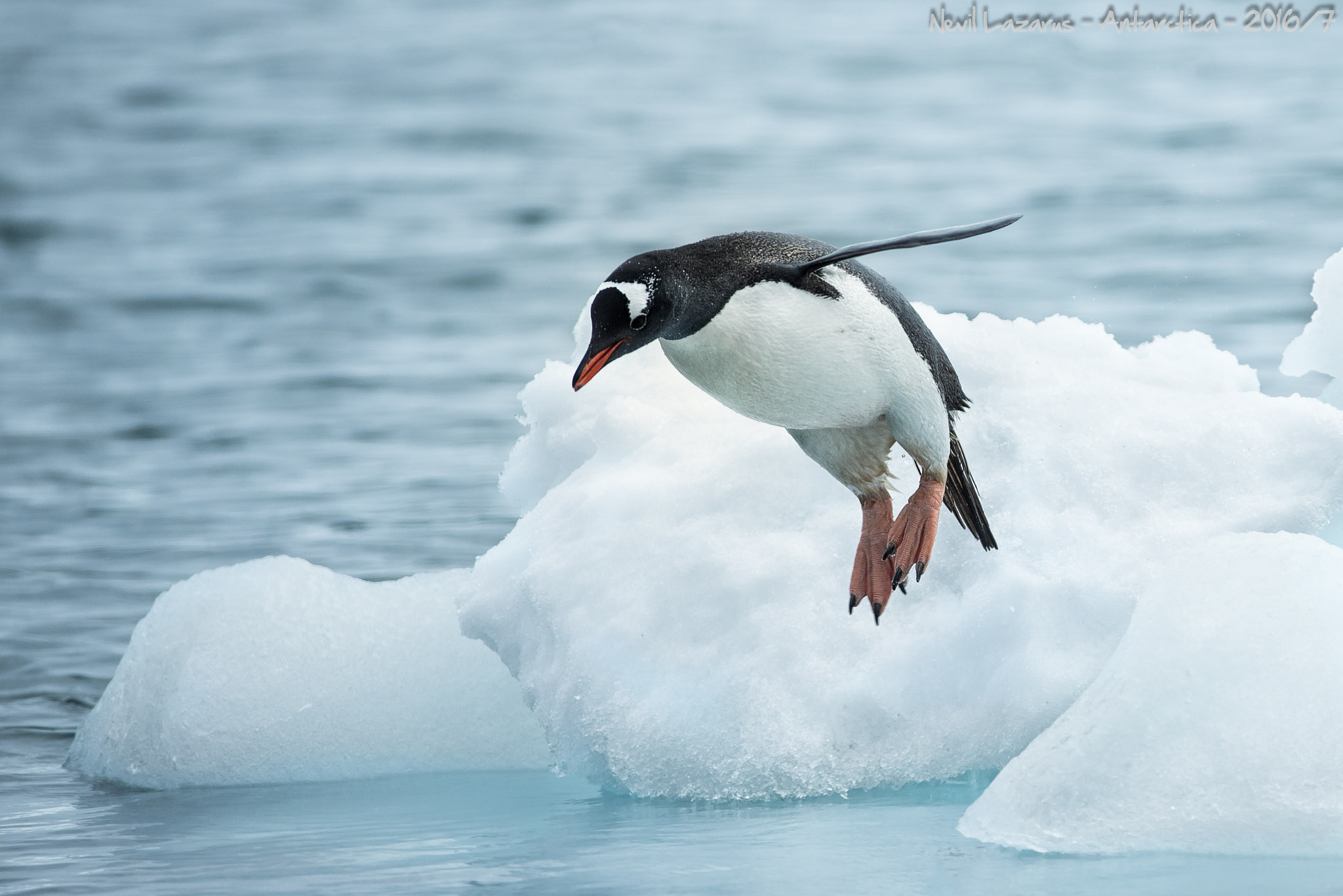 Canon EOS-1D X sample photo. Gentoo penguin jump photography