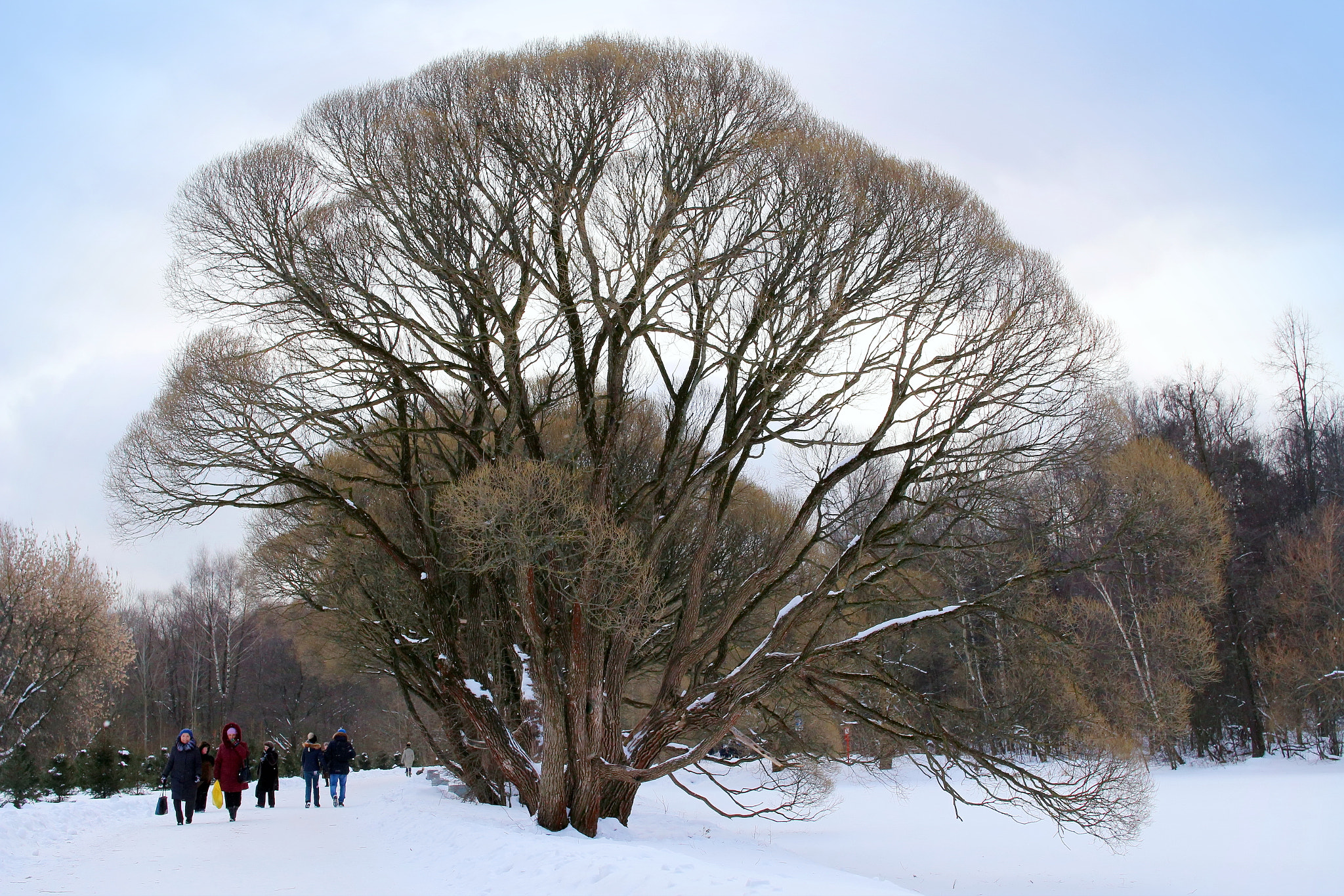 Canon EOS 100D (EOS Rebel SL1 / EOS Kiss X7) sample photo. Winter tree photography