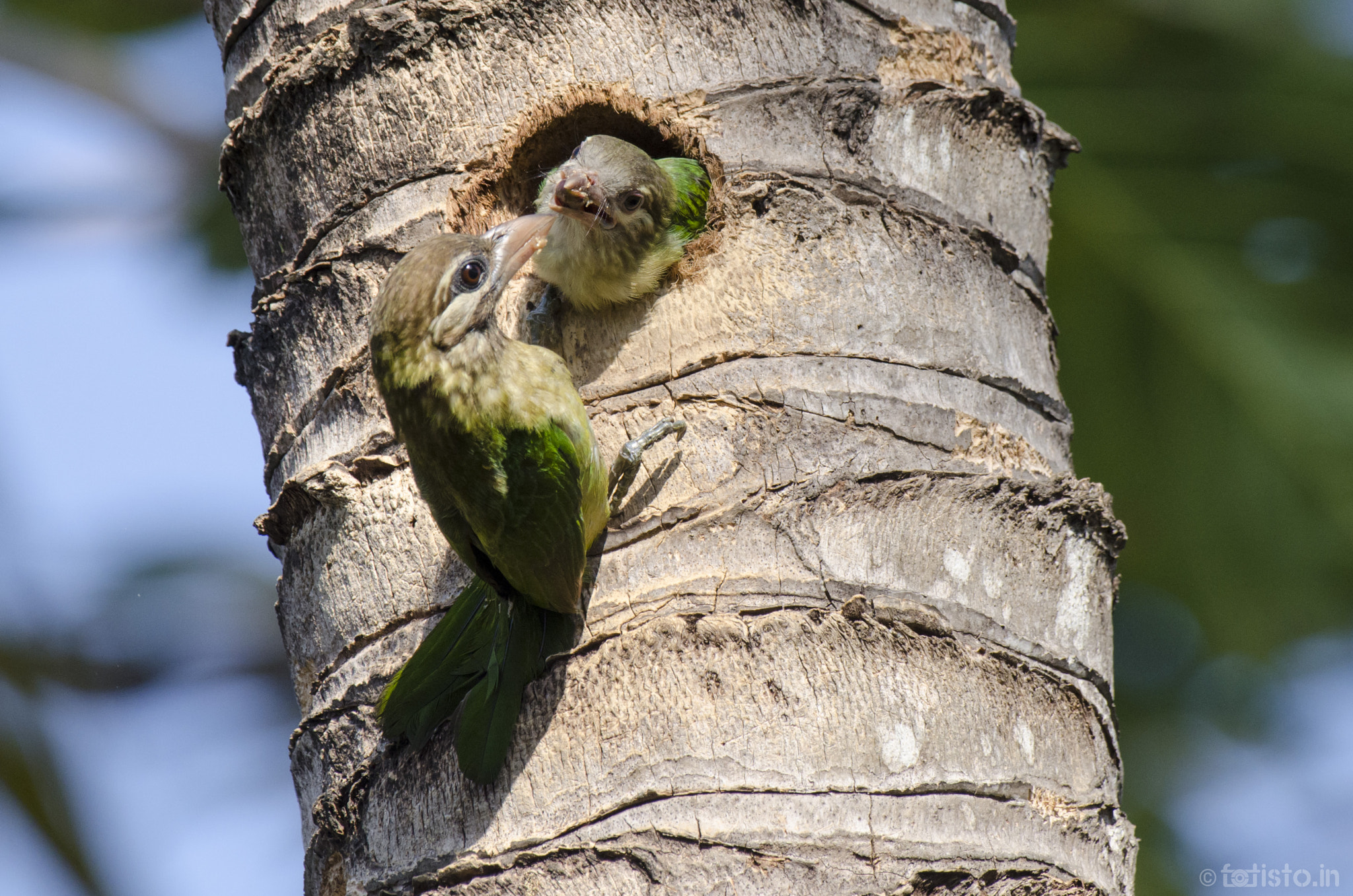 Nikon AF-S Nikkor 200-500mm F5.6E ED VR sample photo. Feeding time! photography