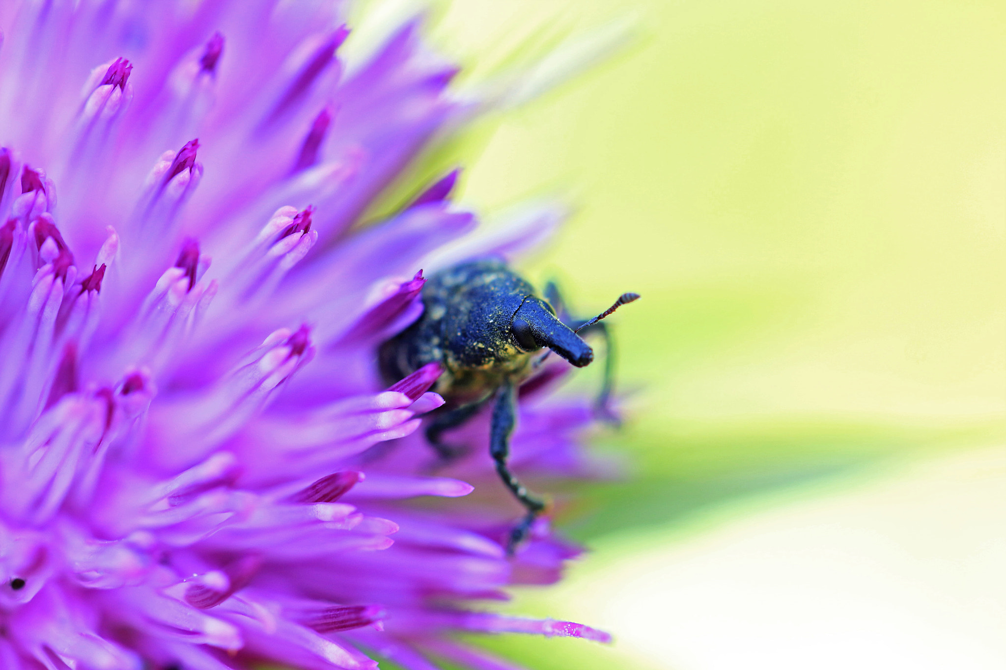 Canon EF 100mm F2.8L Macro IS USM sample photo. Hi! photography