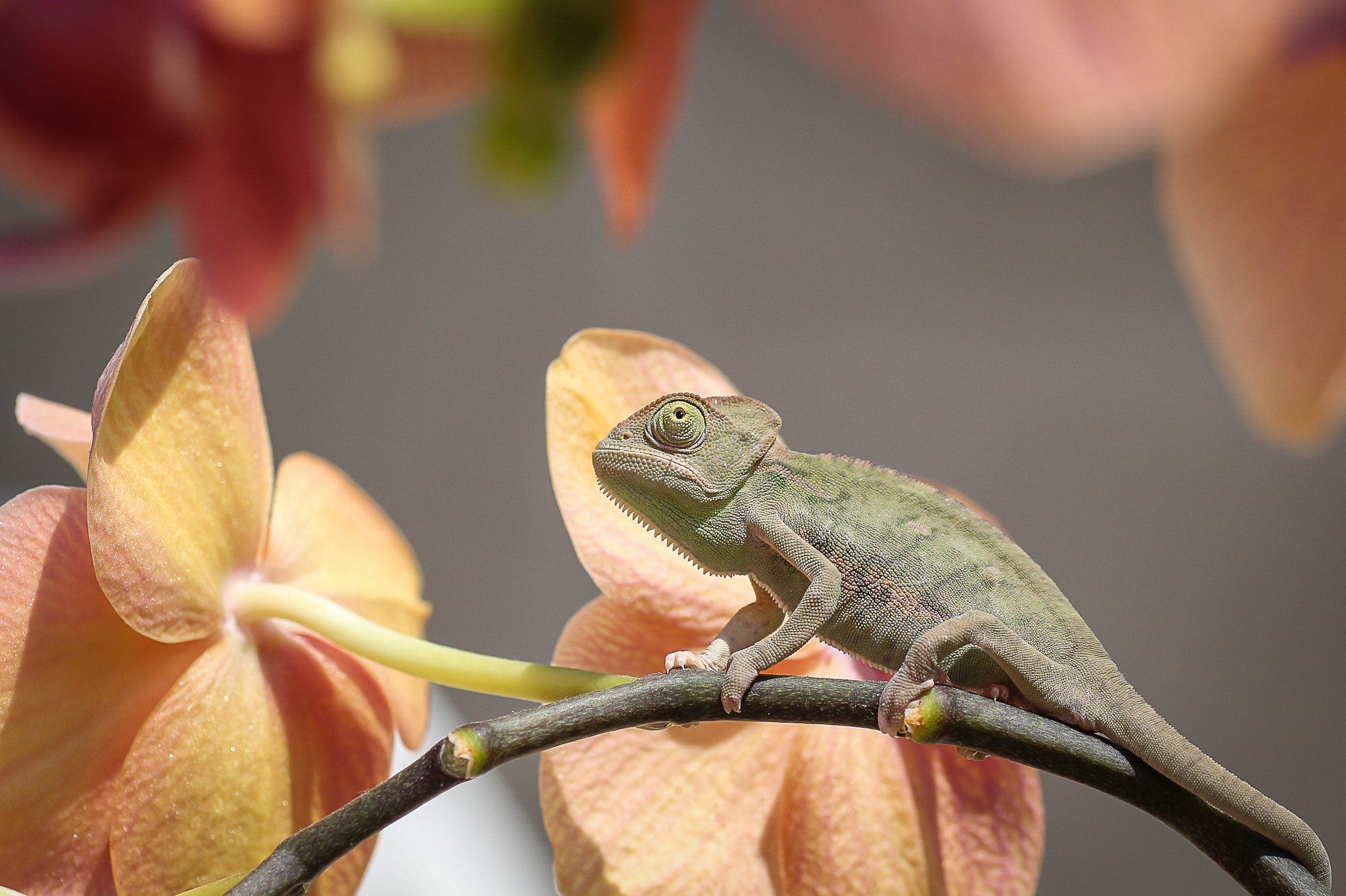 Canon EOS 650D (EOS Rebel T4i / EOS Kiss X6i) + Tamron SP AF 90mm F2.8 Di Macro sample photo. Valter photography