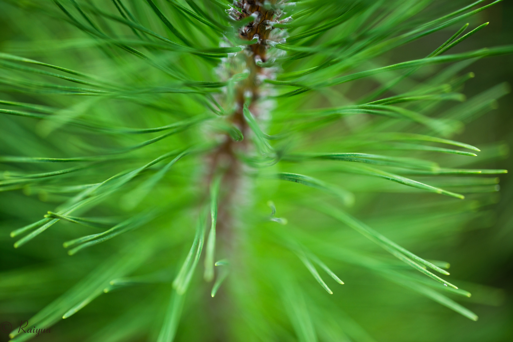 Nikon D800E + ZEISS Apo Sonnar T* 135mm F2 sample photo. Dsc_1565 photography