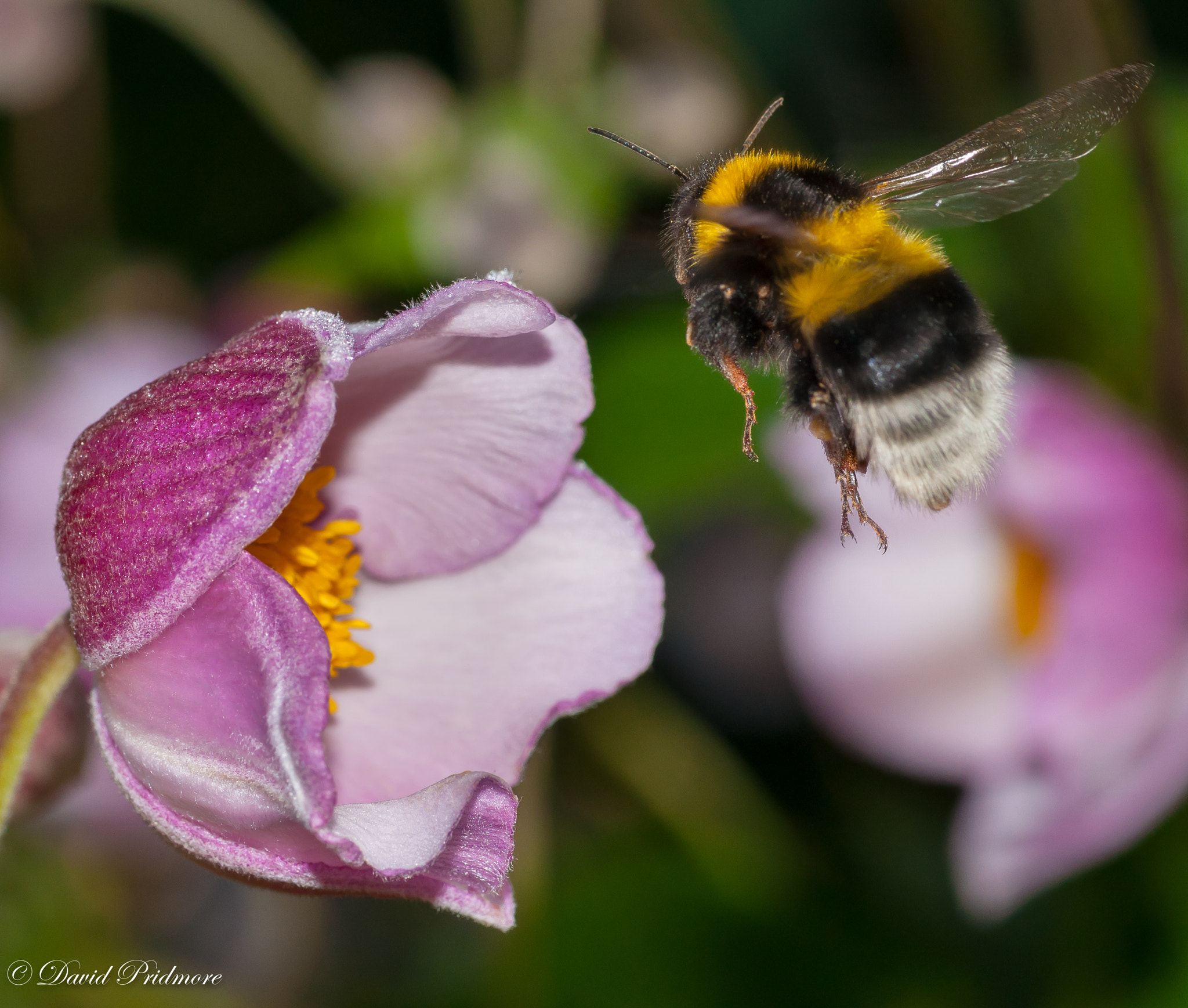 Nikon D90 + Tamron SP 90mm F2.8 Di VC USD 1:1 Macro sample photo. Bee and flower photography