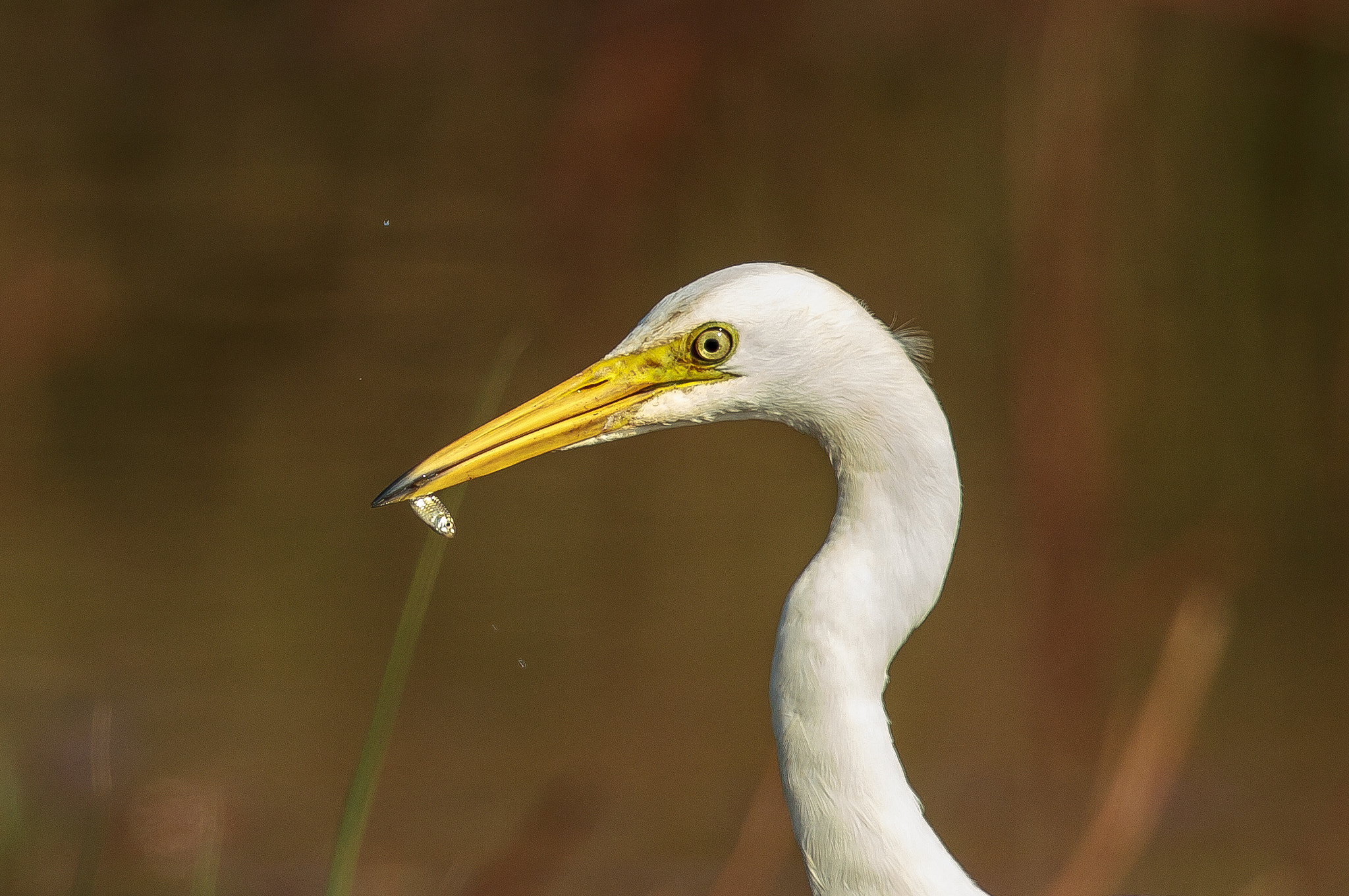 Canon EF 500mm F4L IS II USM sample photo. Catch of the day - intermediate egret photography
