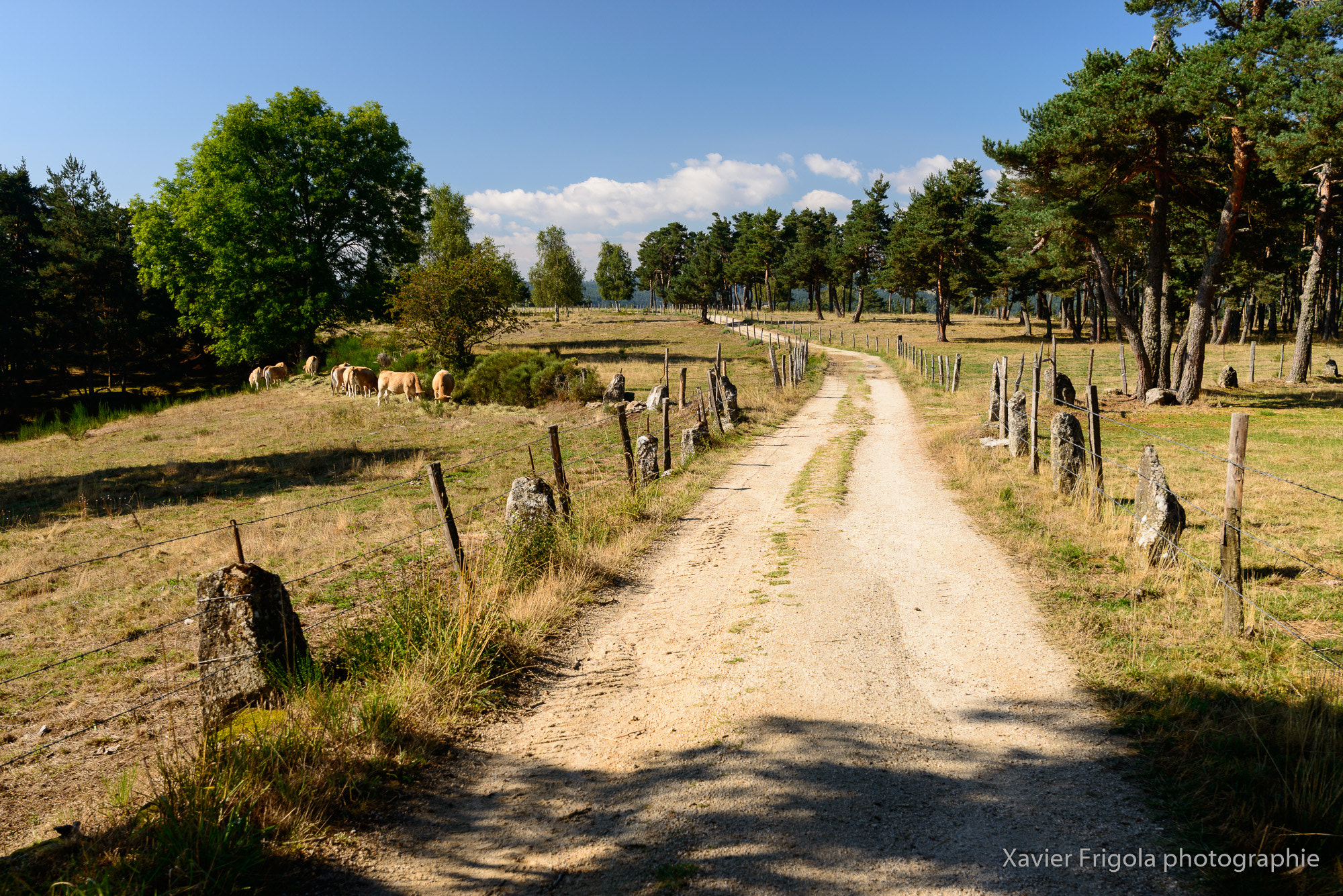 Nikon D800 + Tokina AT-X 17-35mm F4 Pro FX sample photo. Chemin de compostelle - chemins de france photography