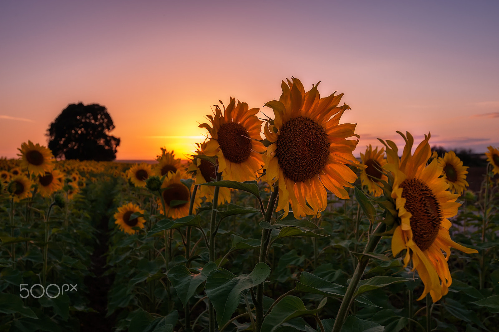 Nikon AF-S Nikkor 16-35mm F4G ED VR sample photo. Atardecer entre girasoles... photography