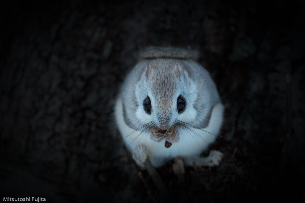 Canon EOS-1D X Mark II sample photo. Round fairy photography