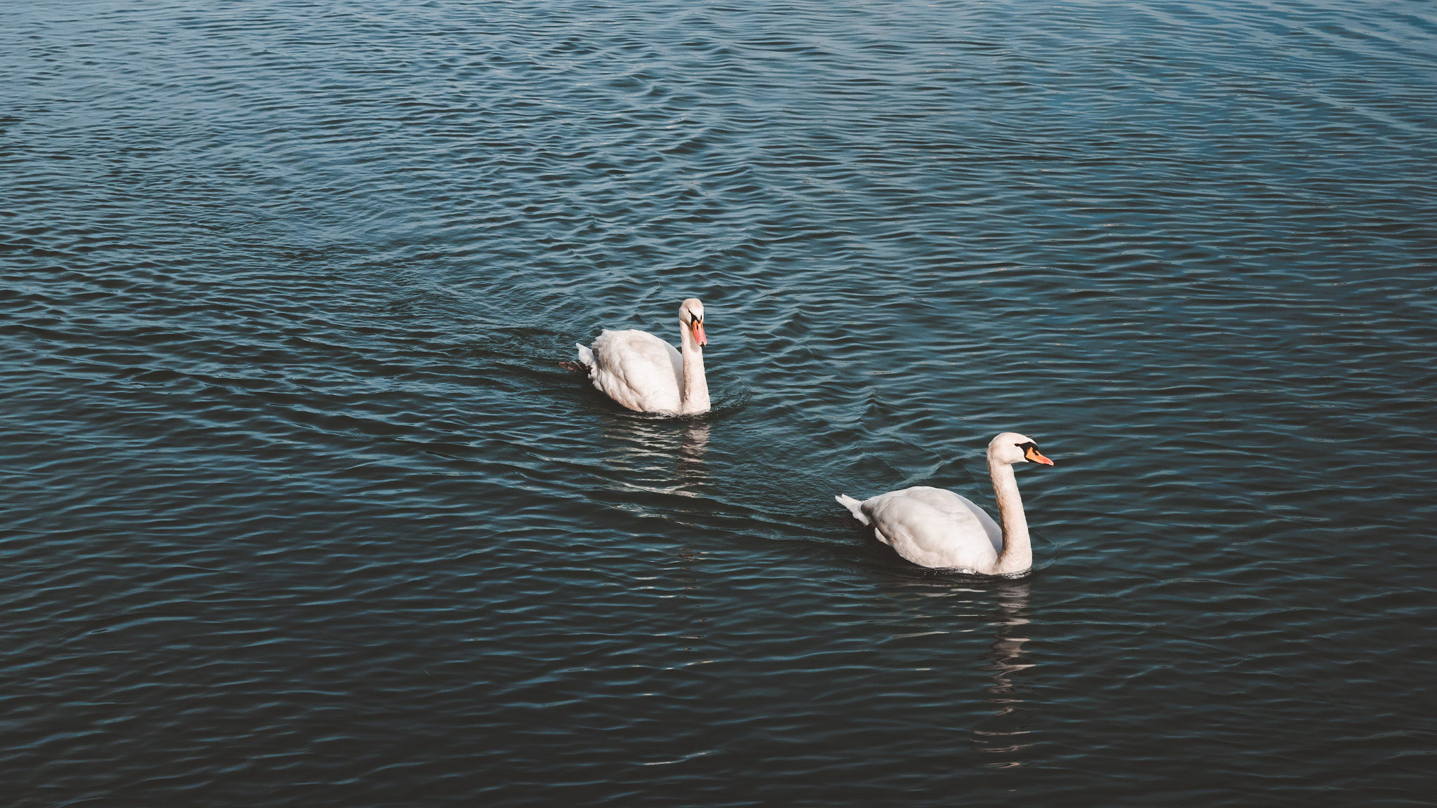 Nikon D5500 sample photo. - 23 - photography