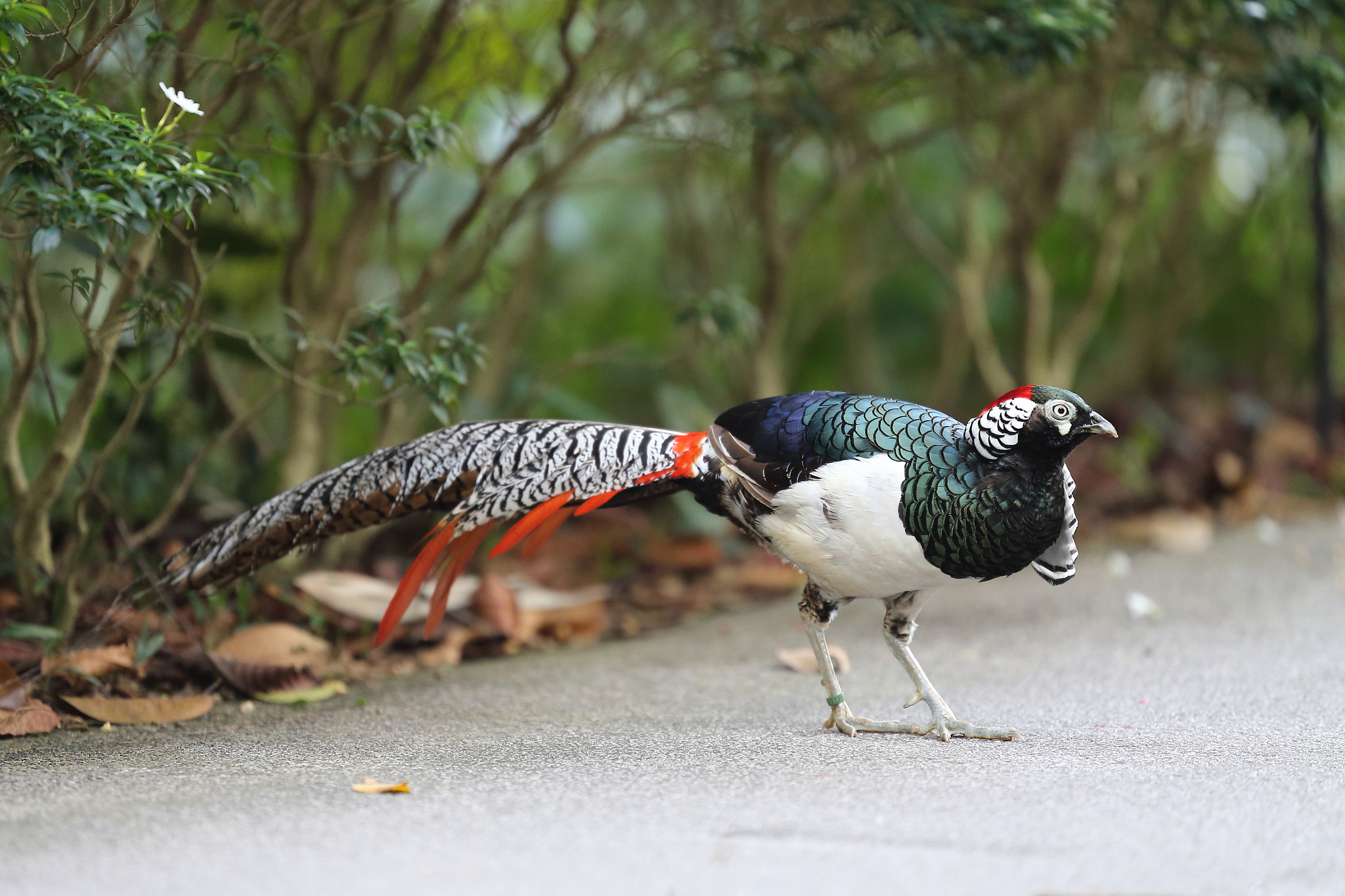 Canon EF 200mm F2L IS USM sample photo. Lady amherst's pheasant photography