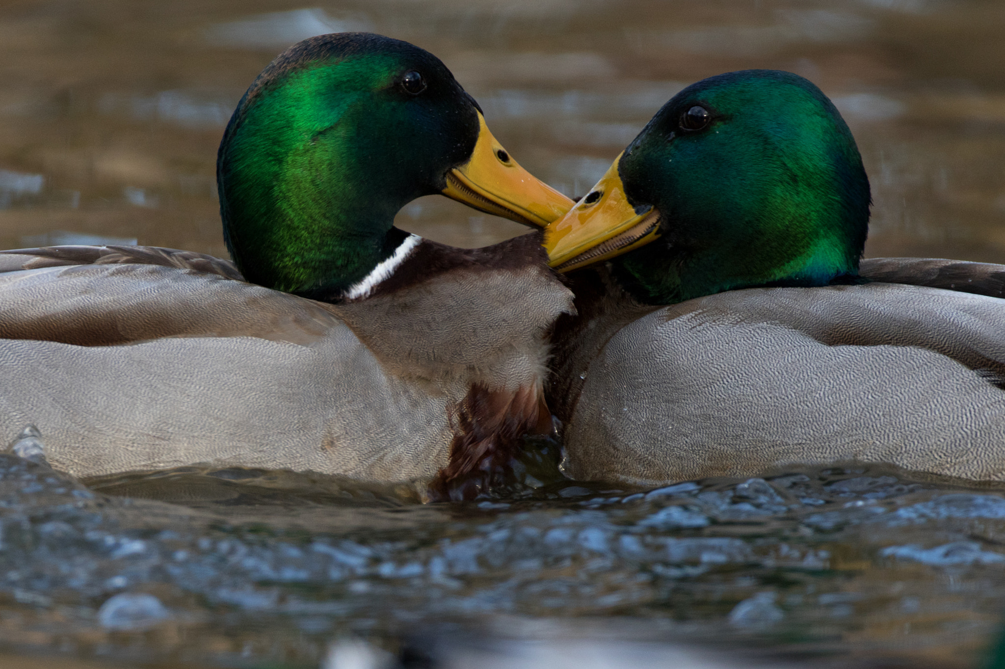 Canon EF 500mm F4L IS USM sample photo. Drake fight photography