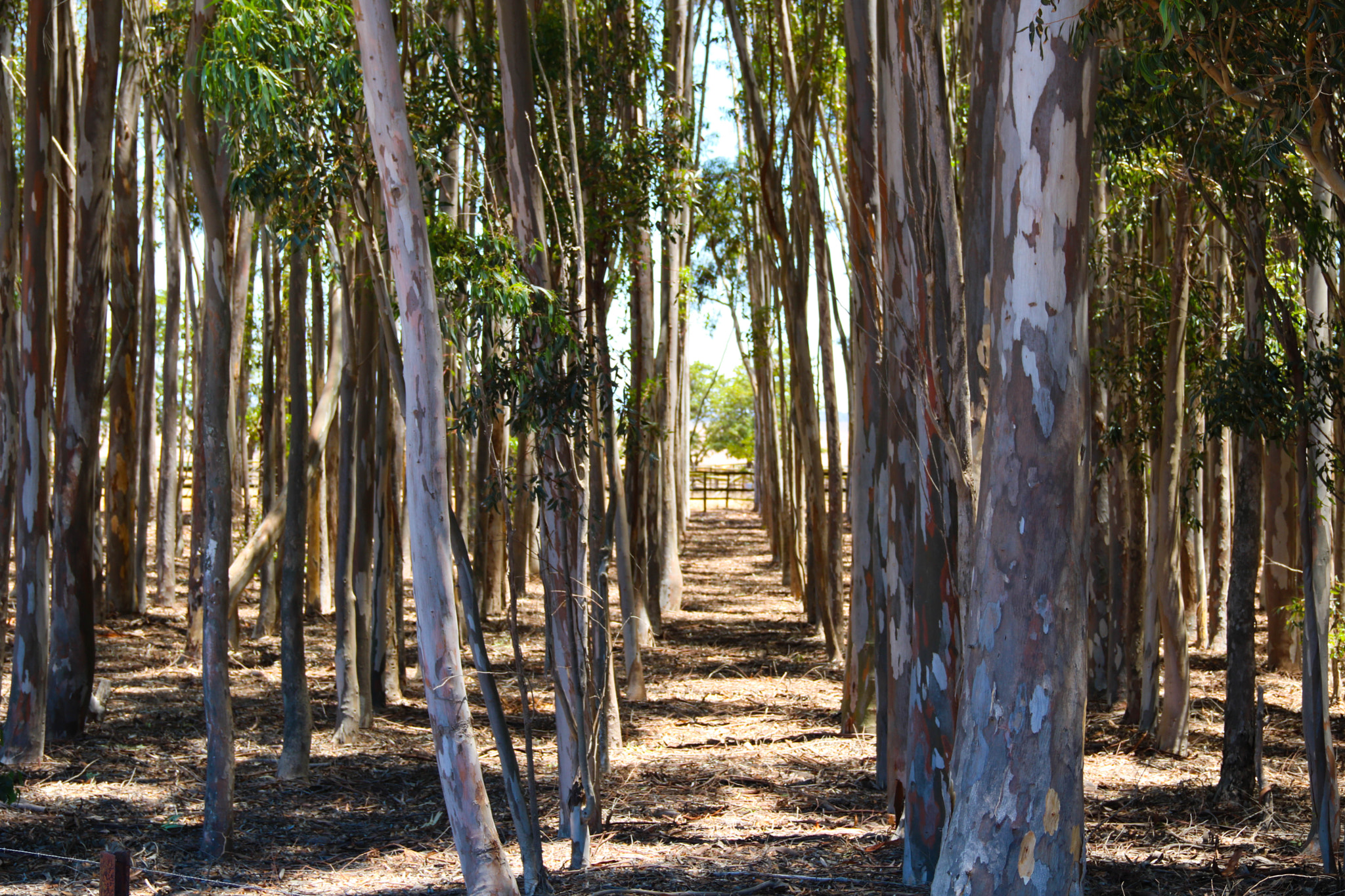 Canon EOS 750D (EOS Rebel T6i / EOS Kiss X8i) sample photo. Shade from the sun photography