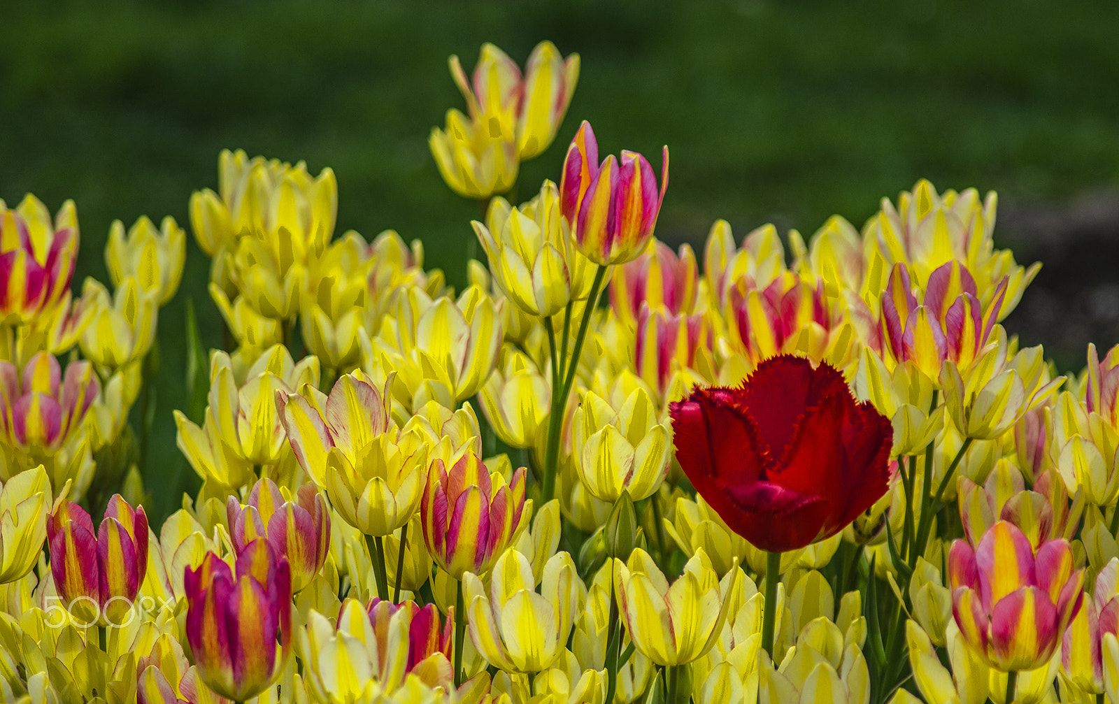 smc PENTAX-FA 100-300mm F4.7-5.8 sample photo. Tulip flowers photography