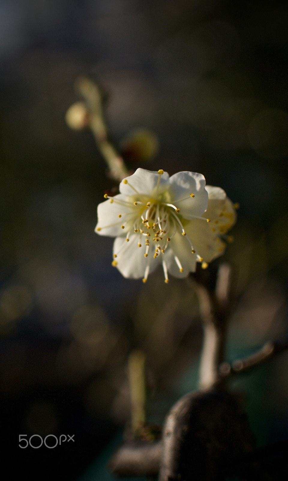 Nikon 1 Nikkor 18.5mm F1.8 sample photo. Plum blossom photography