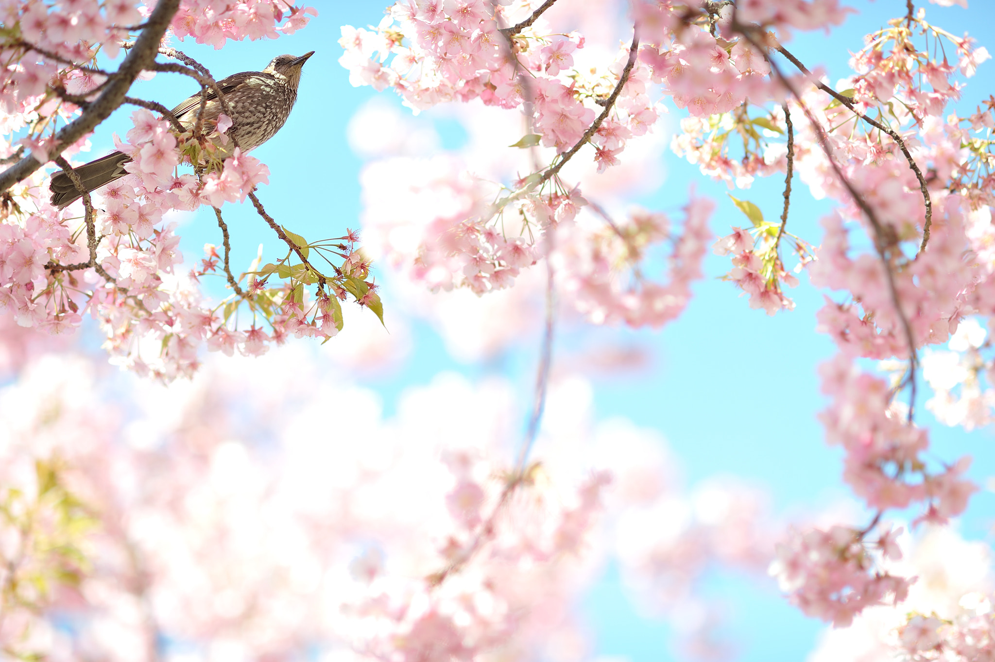 AF DC-Nikkor 135mm f/2D sample photo. Looking up,feeling nice photography