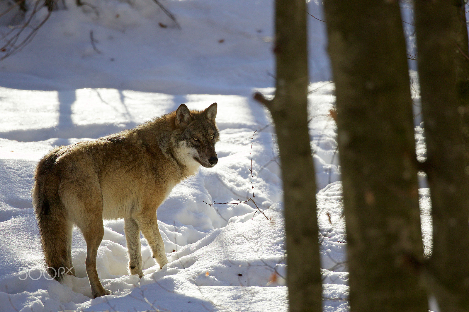 Canon EOS 7D Mark II + Canon EF 200-400mm F4L IS USM Extender 1.4x sample photo. Vlk obecný (canis lupus) photography