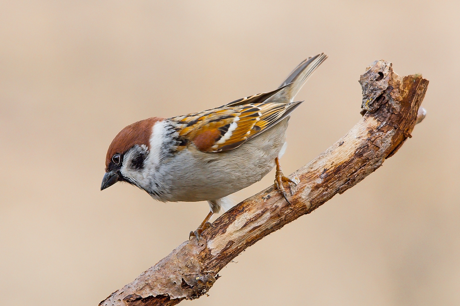 Sigma 120-400mm F4.5-5.6 DG OS HSM sample photo. Tree sparrow photography