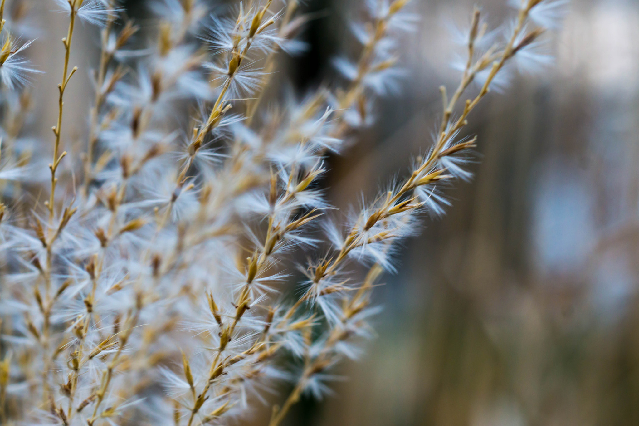 Sony a6000 + MACRO 50mm F2.8 sample photo. Abmarsch! photography