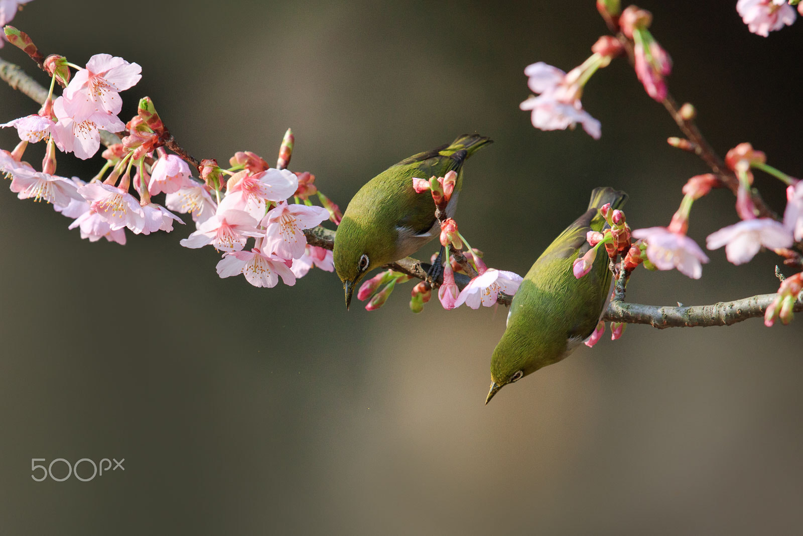 Canon EOS-1D X Mark II sample photo. White-eye and cherry blossom photography