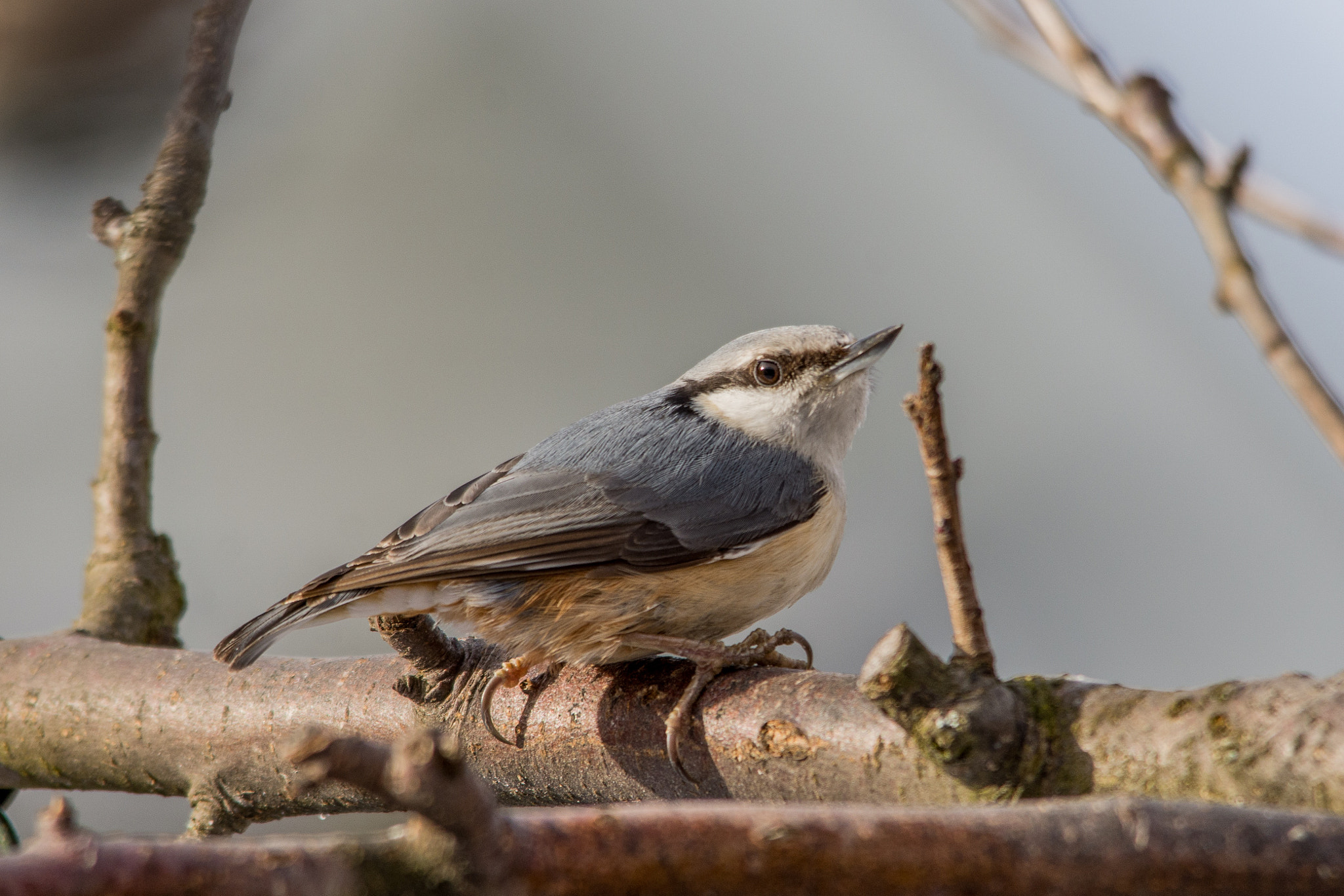 Sigma 150-500mm F5-6.3 DG OS HSM sample photo. Eurasian nuthatch photography