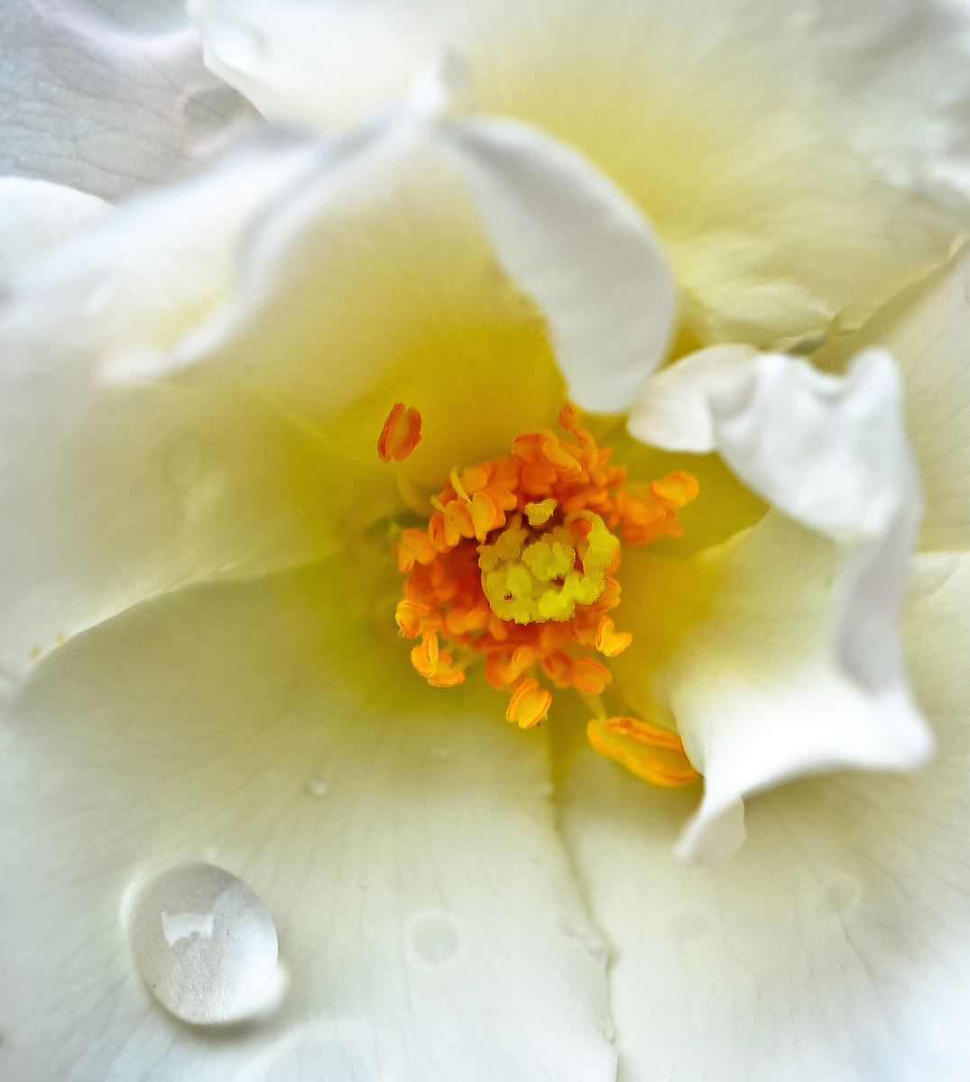 Sigma 150mm F2.8 EX DG OS Macro HSM sample photo. Mawar photography