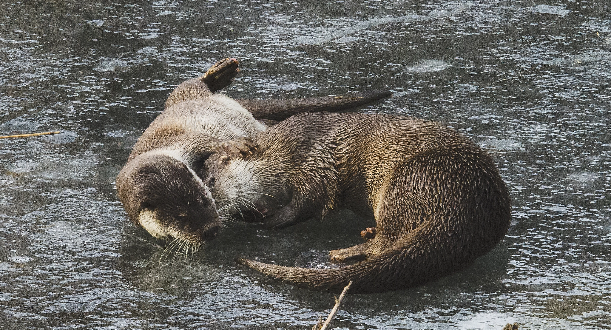 Nikon D3S sample photo. Otter's sensual whisper photography