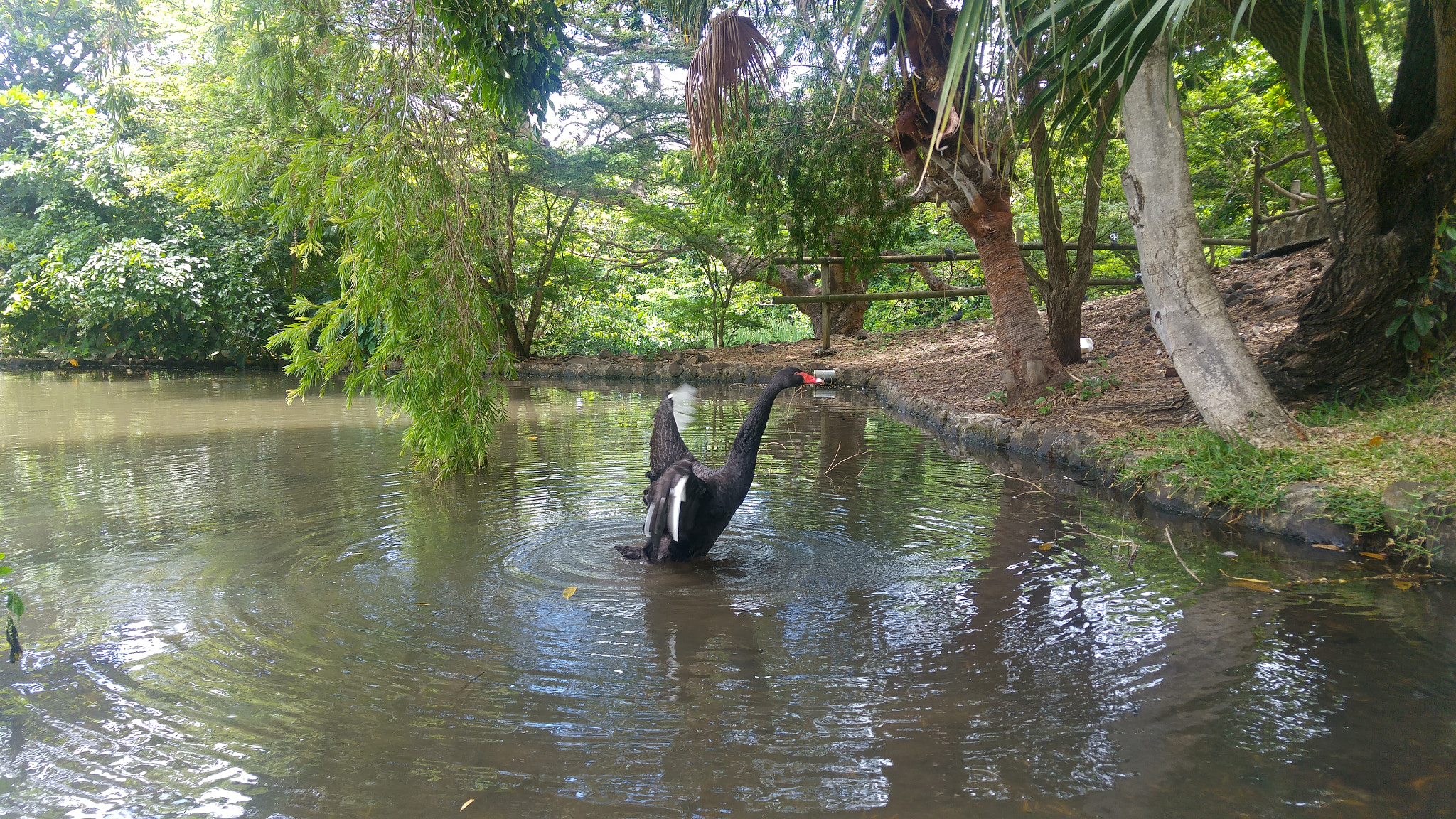 LG H815P sample photo. Black swan ready.. get set.. go! photography