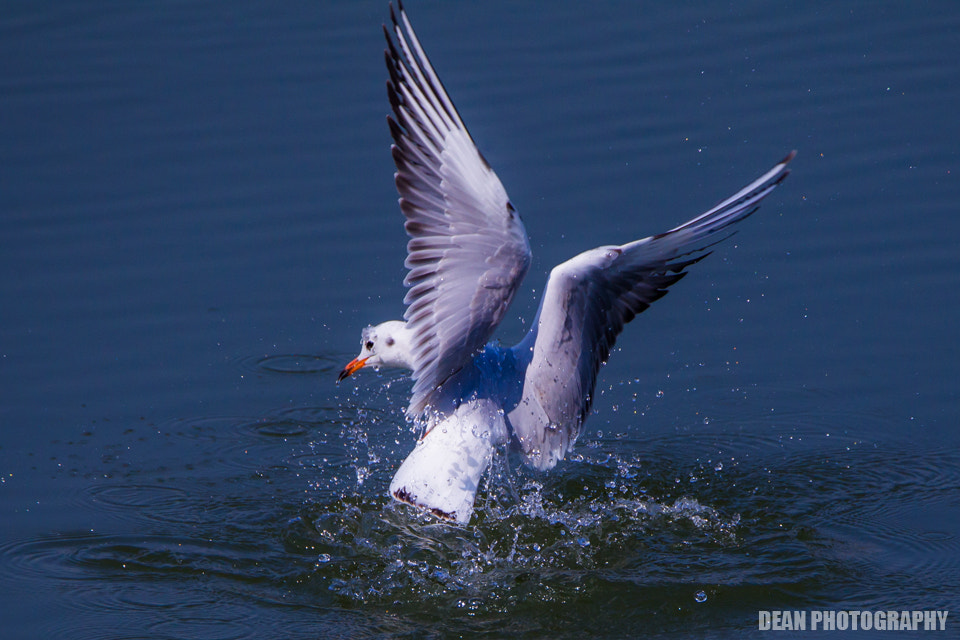 Tamron SP 150-600mm F5-6.3 Di VC USD sample photo. Hunting photography