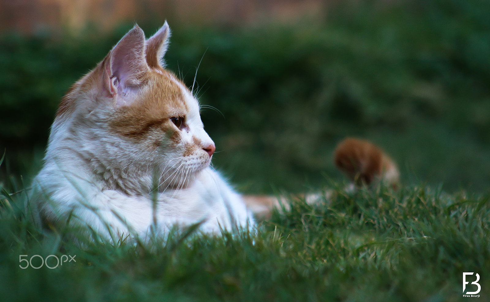 Canon EOS 700D (EOS Rebel T5i / EOS Kiss X7i) sample photo. Angry cat photography