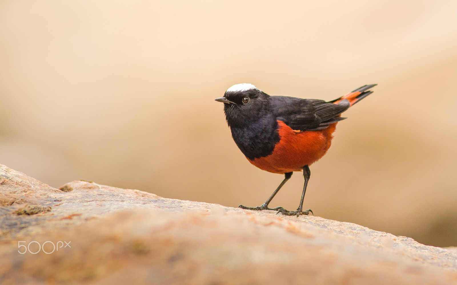 Nikon D7000 + Nikon AF-S Nikkor 300mm F2.8G ED VR II sample photo. White capped water redstart photography